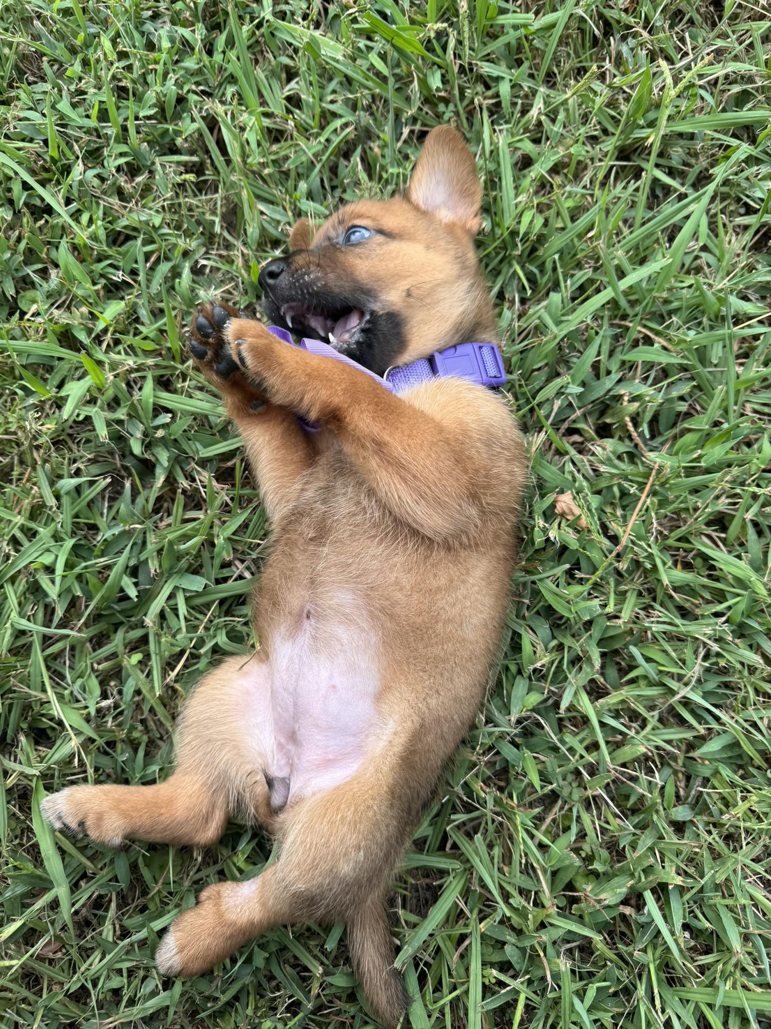 Enlarge Dahlia, a Adoptable mixed breed in Pelham, AL image 3/6