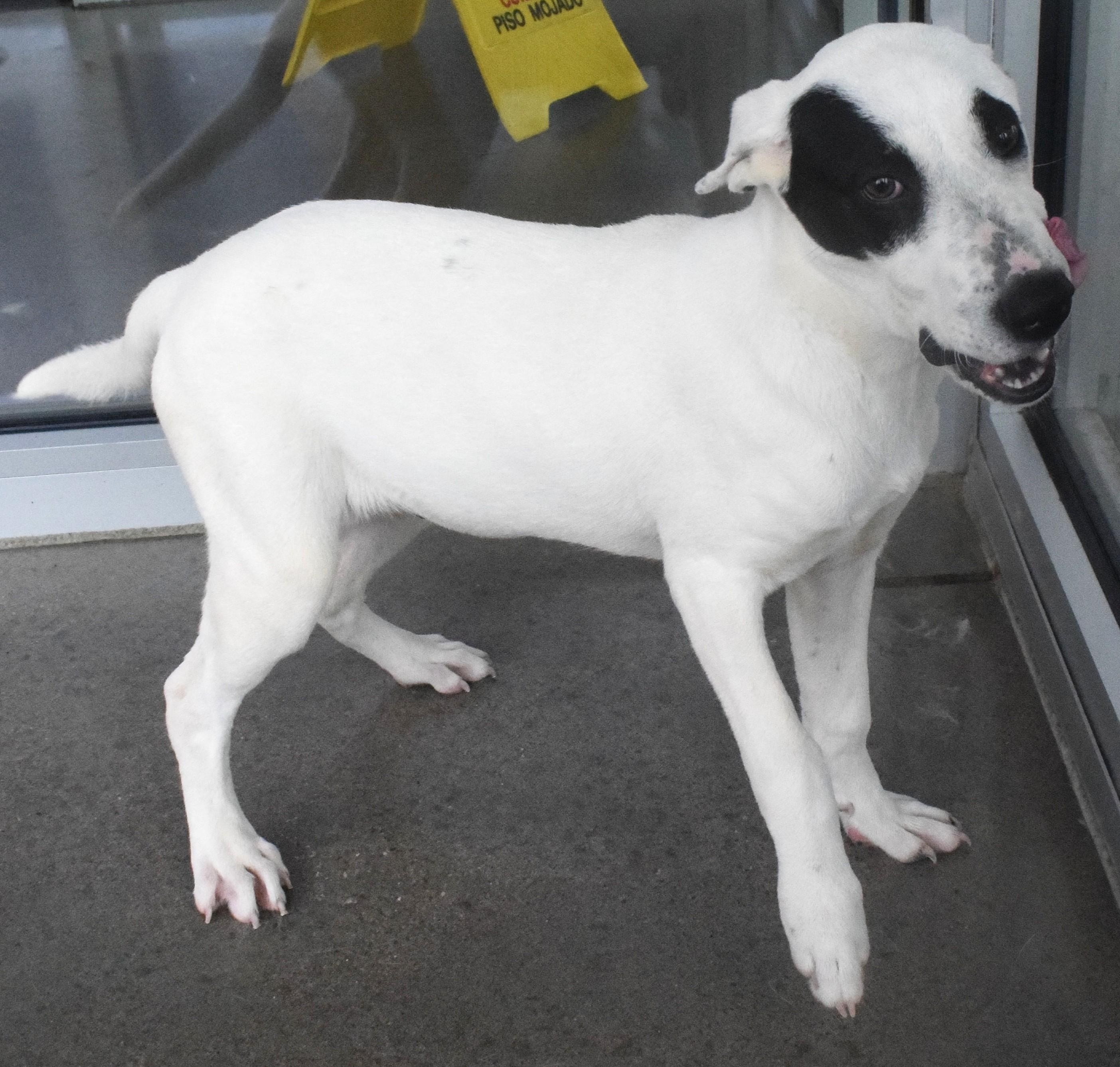 #22148, ADOPTABLE, Adult Male Pit Bull Terrier.