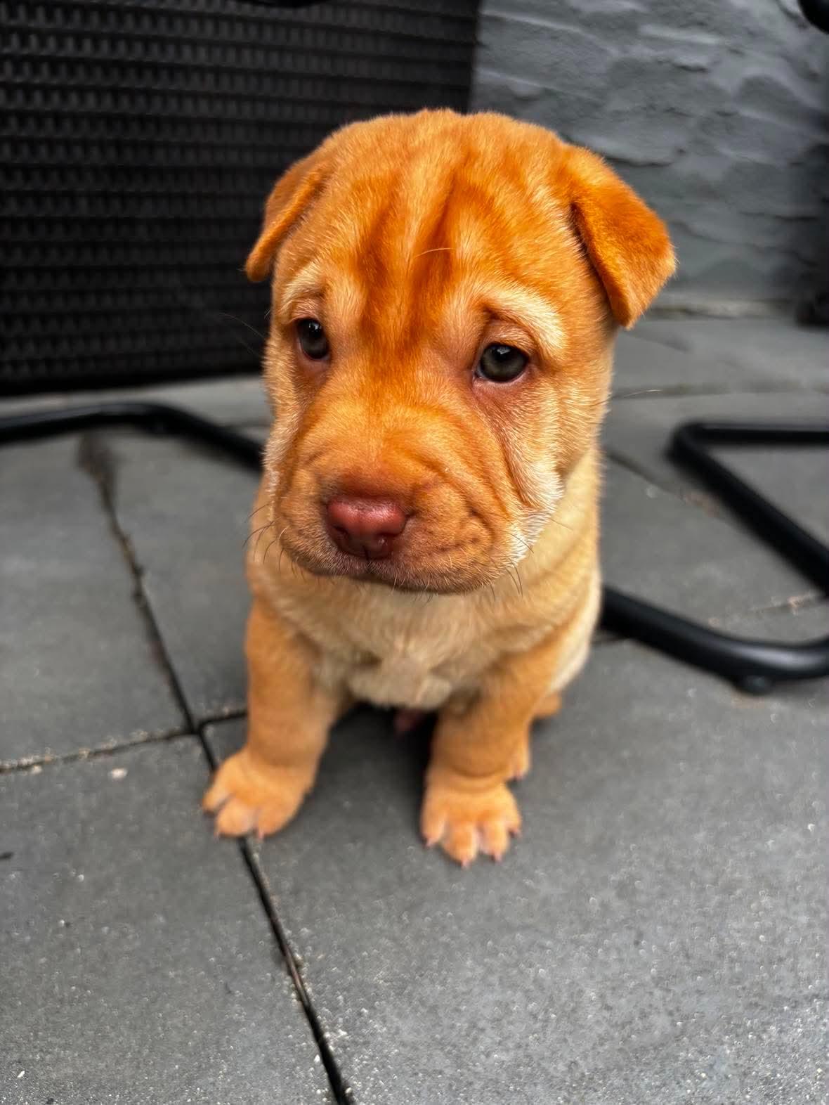 Enlarge Alvin, a ADOPTABLE mixed breed in Winnipeg, MB image 3/3