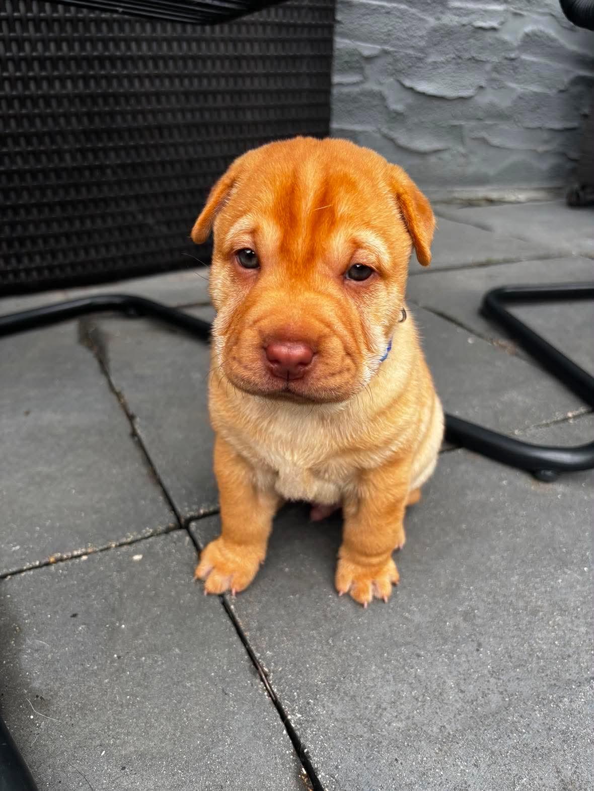 Enlarge Alvin, a ADOPTABLE mixed breed in Winnipeg, MB image 2/3