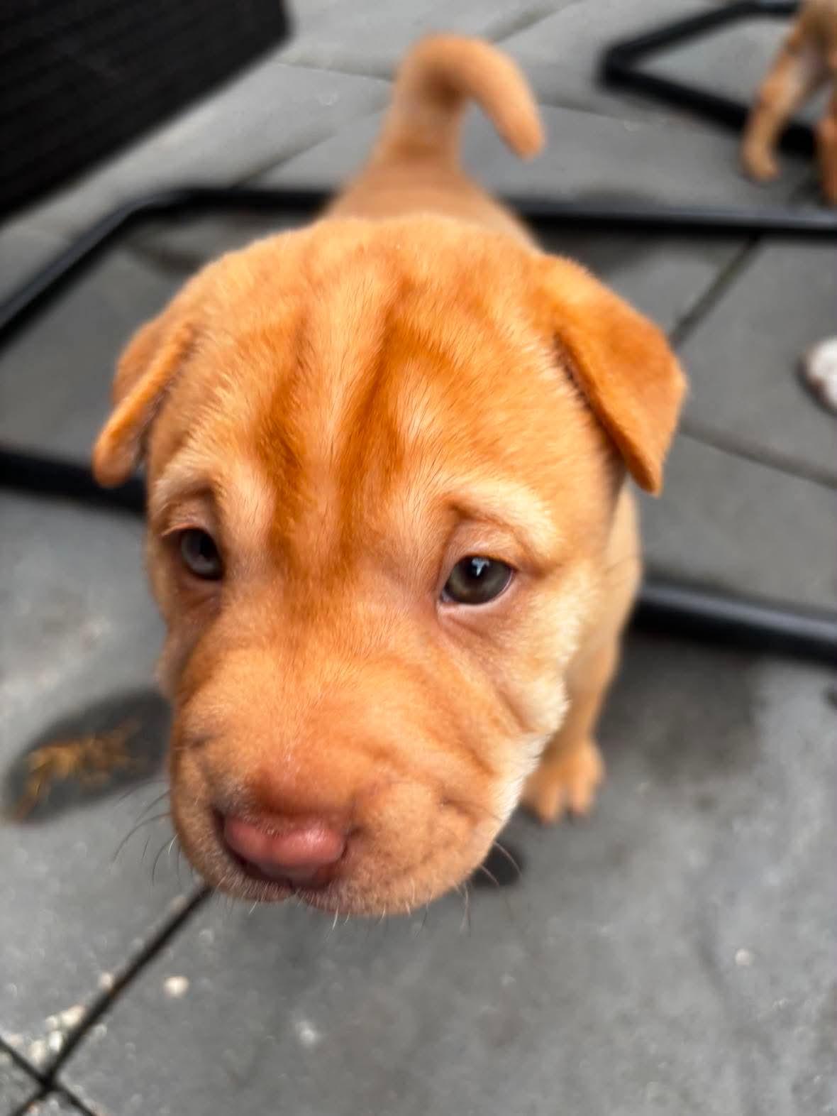 Alvin, ADOPTABLE, Puppy Male Shar-Pei & Jack Russell Terrier.