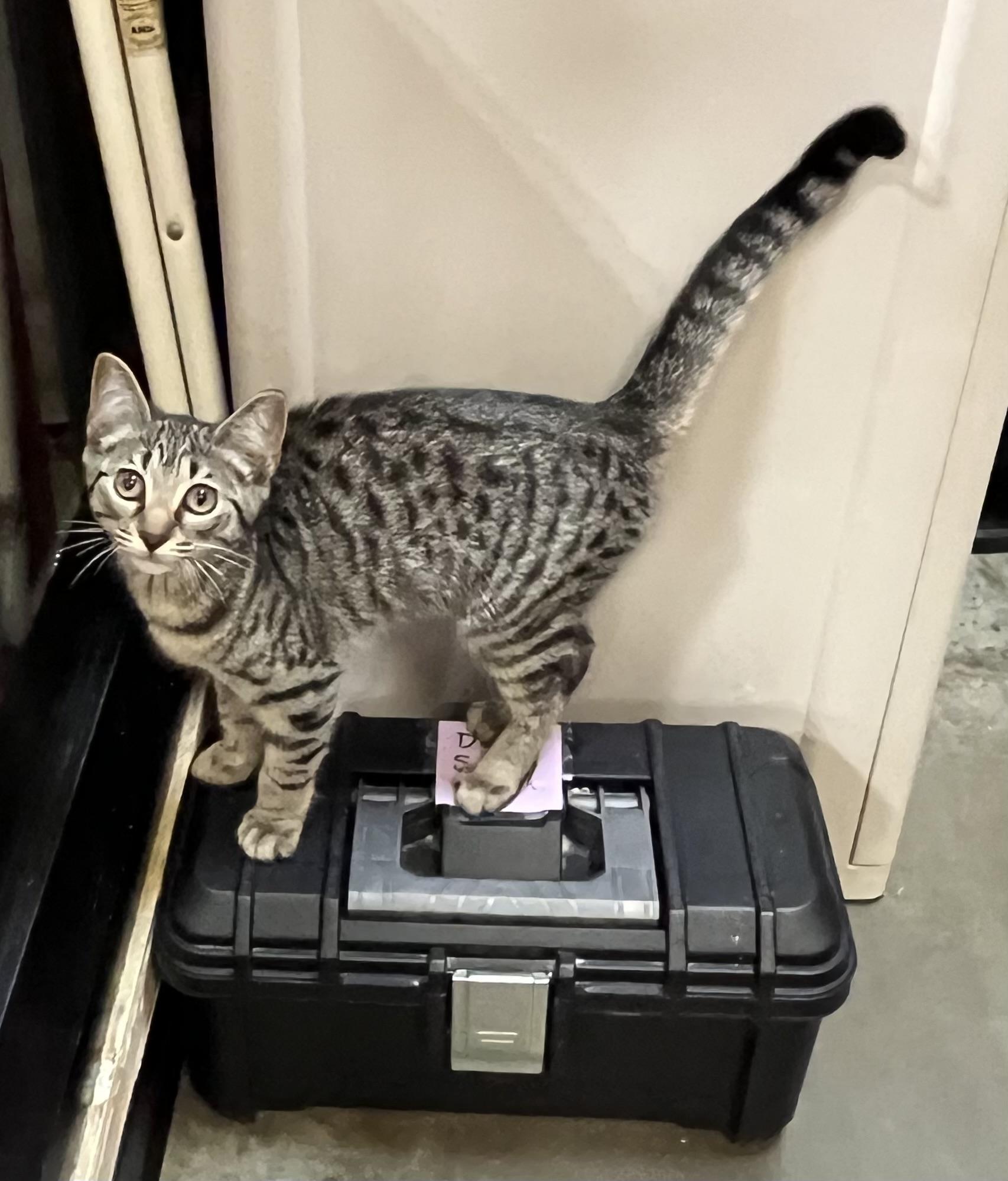 Hazel, ADOPTABLE, Kitten Female Domestic Short Hair.