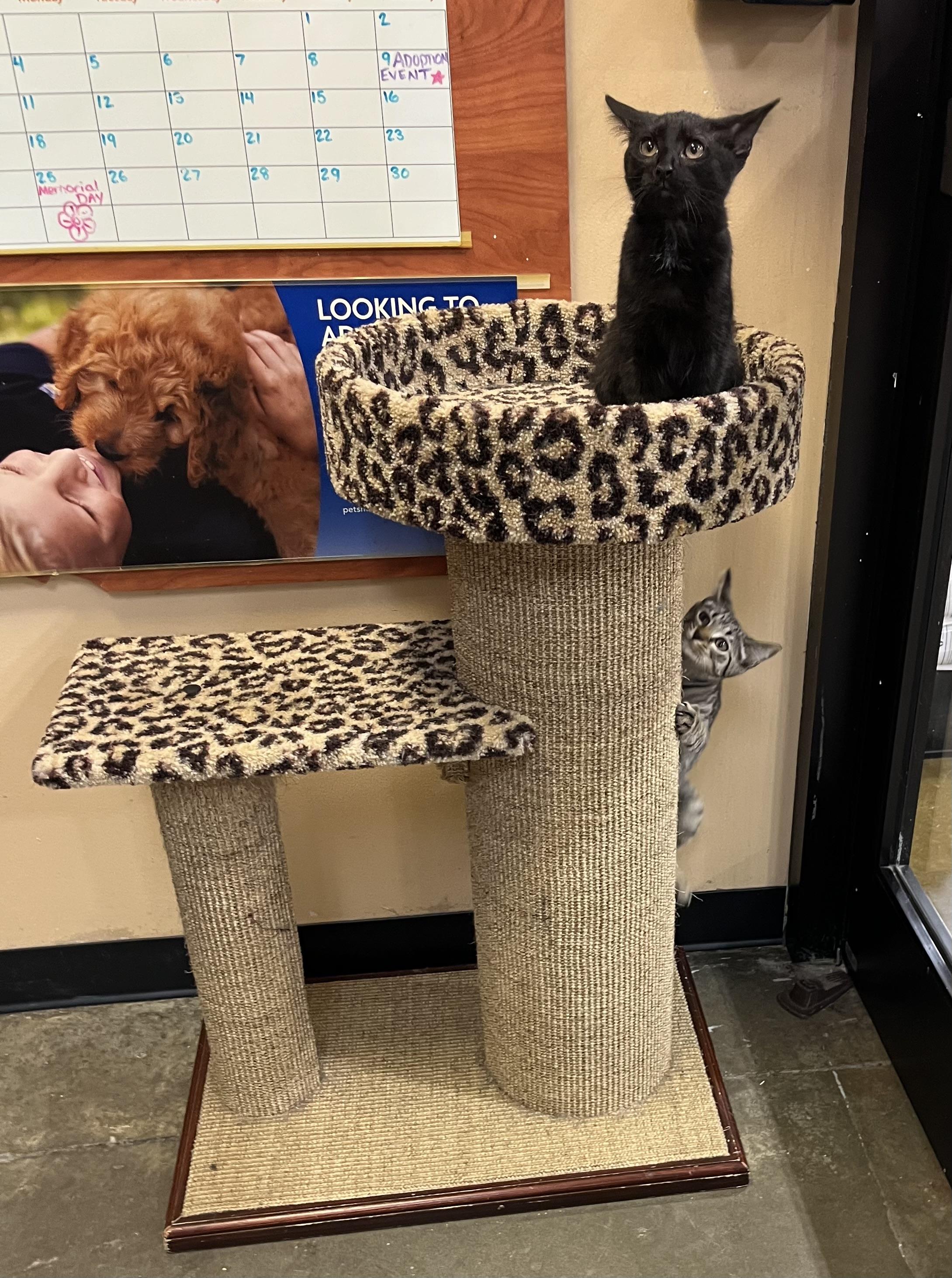 Hazel, a ADOPTABLE Domestic Short Hair in Duluth, GA image 3/4