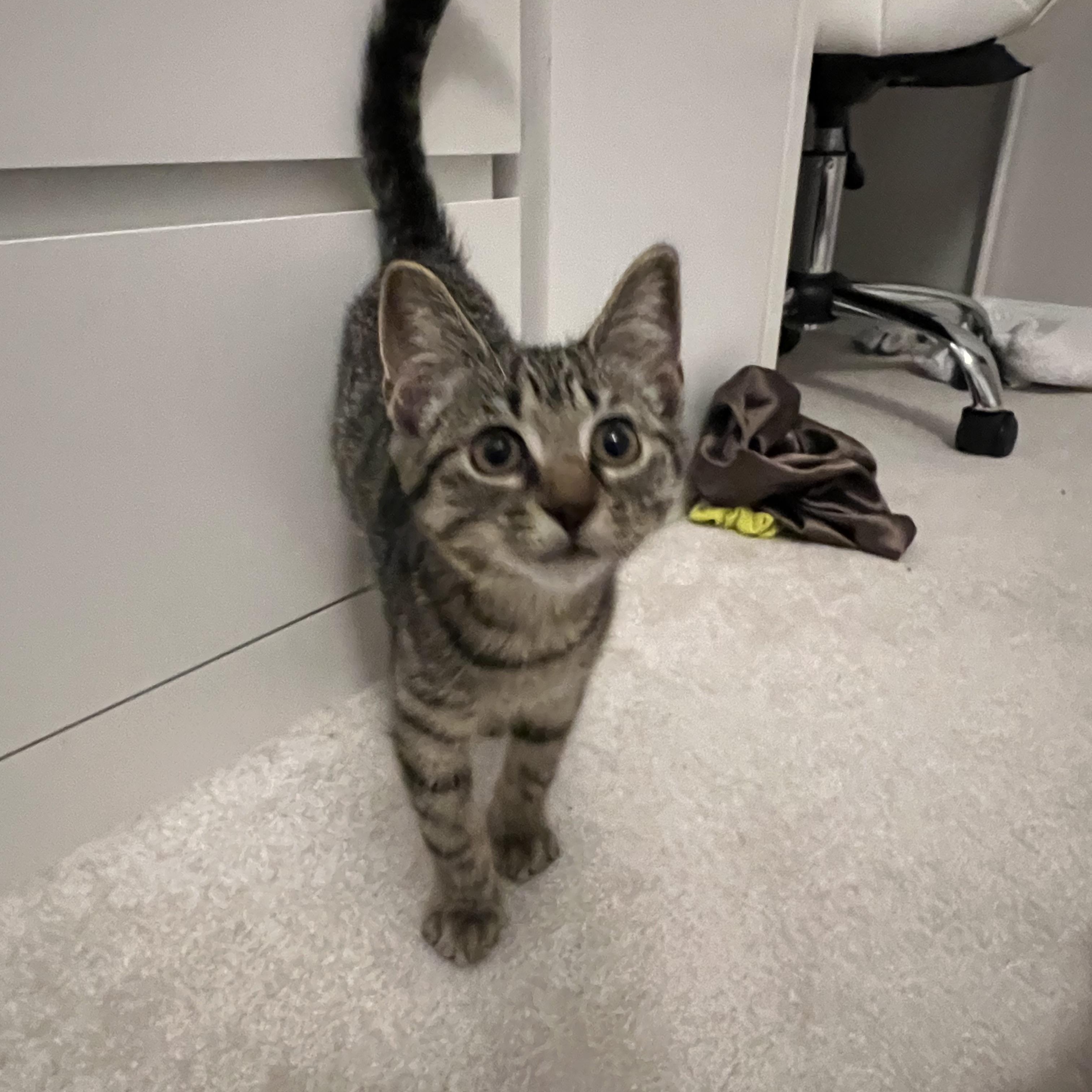 Hazel, a ADOPTABLE Domestic Short Hair in Duluth, GA image 4/4