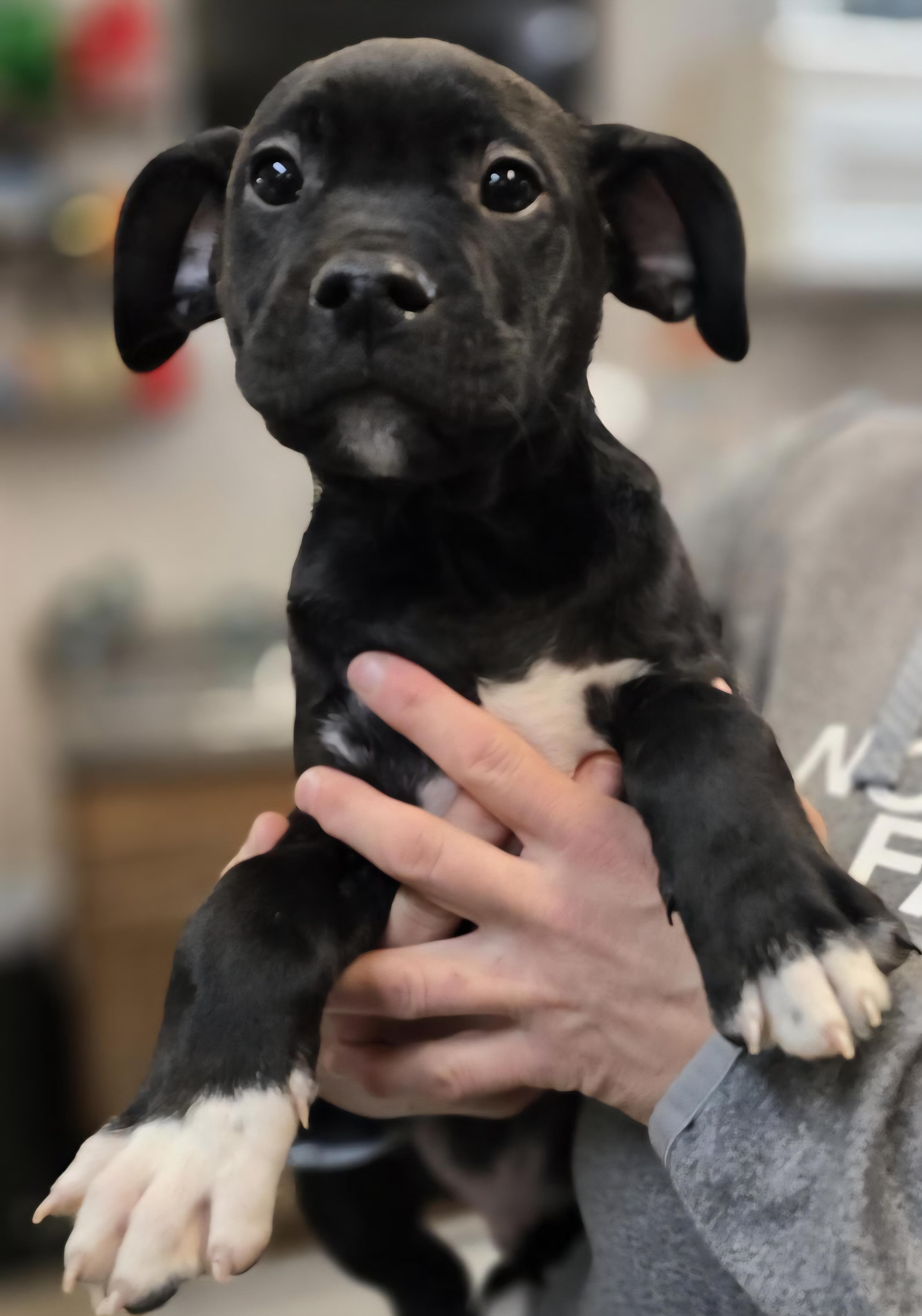 Enlarge Joker, a ADOPTABLE mixed breed in Elwood, NJ image 2/3