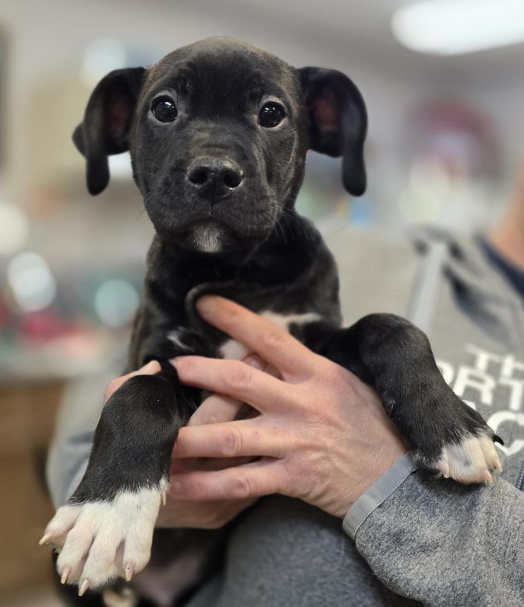 Enlarge Joker, a ADOPTABLE mixed breed in Elwood, NJ image 1/3