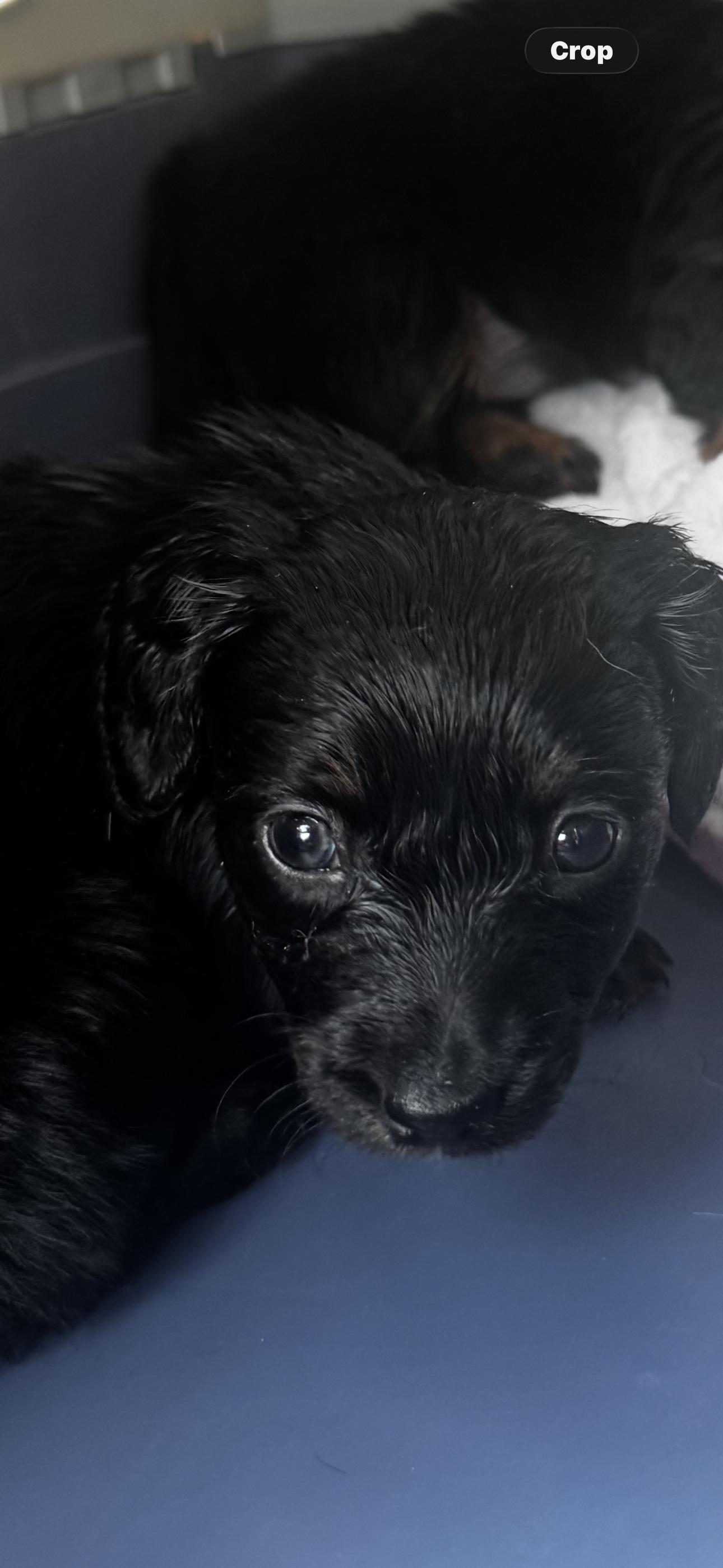 Nala, ADOPTABLE, Puppy Female Dachshund & Corgi.