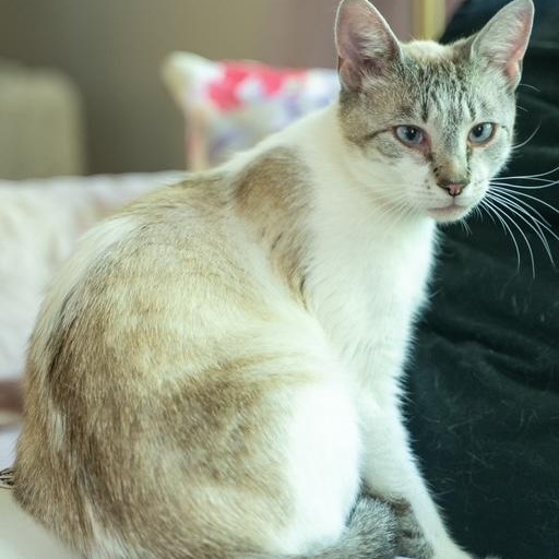 Cairo MOST LOVING CAT EVER- EMOTIONAL SUPPORT CAT, a ADOPTABLE mixed breed in Bethel, CT image 2/5