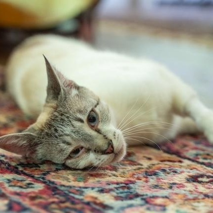 Cairo MOST LOVING CAT EVER- EMOTIONAL SUPPORT CAT, a ADOPTABLE mixed breed in Bethel, CT image 3/5
