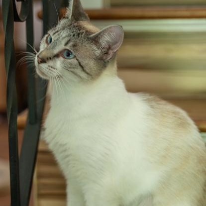 Cairo MOST LOVING CAT EVER- EMOTIONAL SUPPORT CAT, a ADOPTABLE mixed breed in Bethel, CT image 4/5