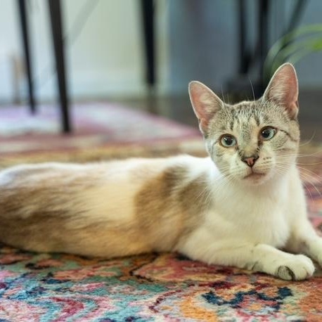 Cairo MOST LOVING CAT EVER- EMOTIONAL SUPPORT CAT, ADOPTABLE, Adult Female Siamese.