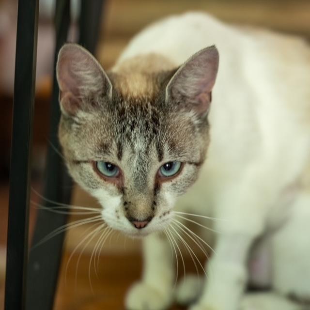 Cairo MOST LOVING CAT EVER- EMOTIONAL SUPPORT CAT, a ADOPTABLE mixed breed in Bethel, CT image 5/5
