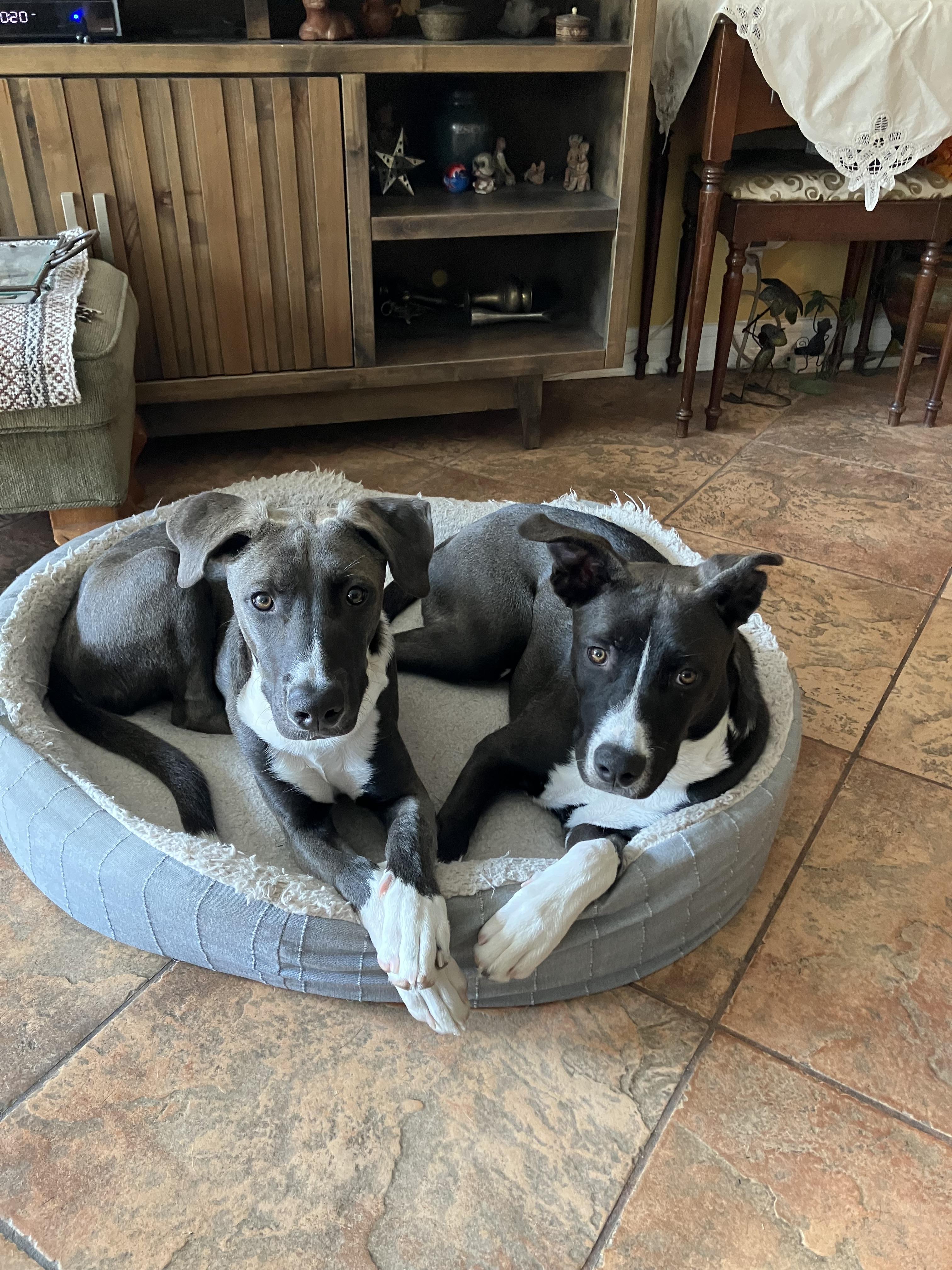 Enlarge Frodo, a Adoptable mixed breed in Corona, CA image 1/6