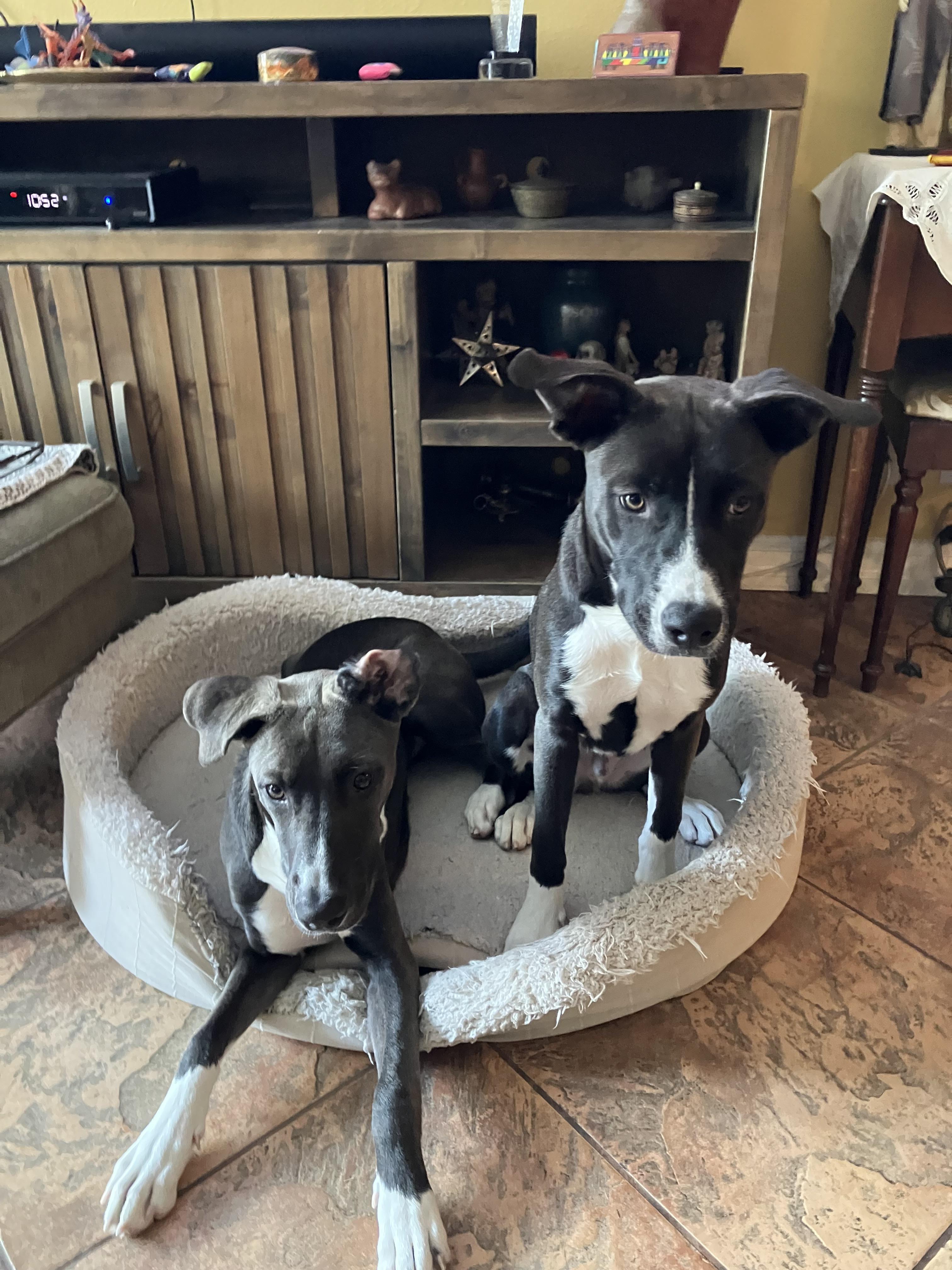 Enlarge Frodo, a Adoptable mixed breed in Corona, CA image 3/6