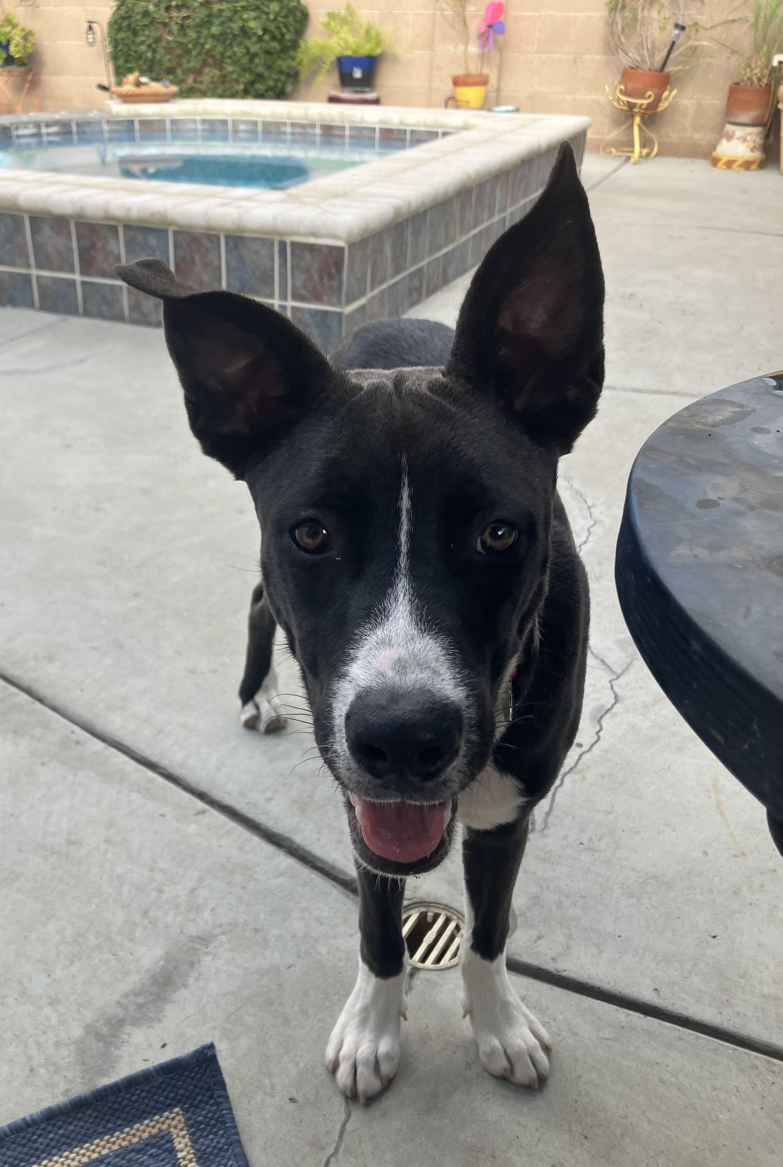 Enlarge Frodo, a Adoptable mixed breed in Corona, CA image 4/6