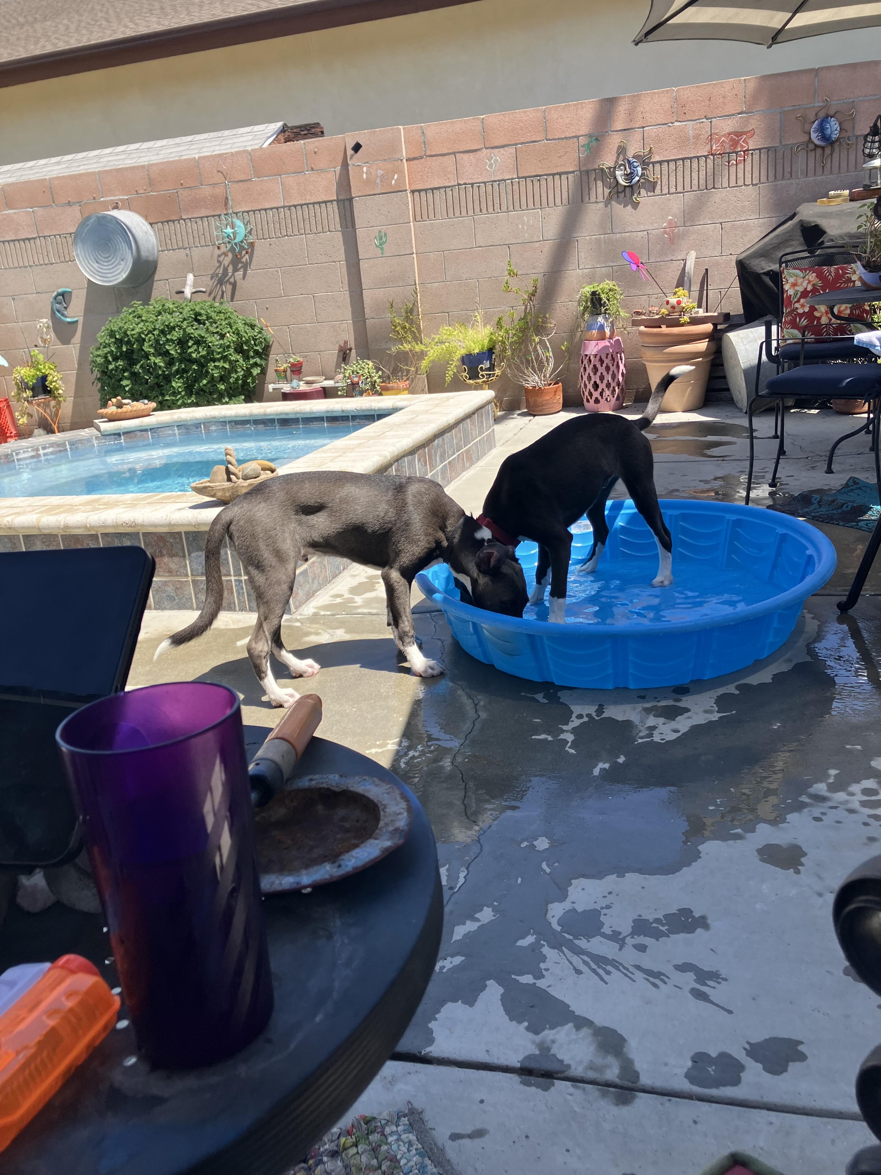 Frodo, Adoptable, Young Male American Staffordshire Terrier.