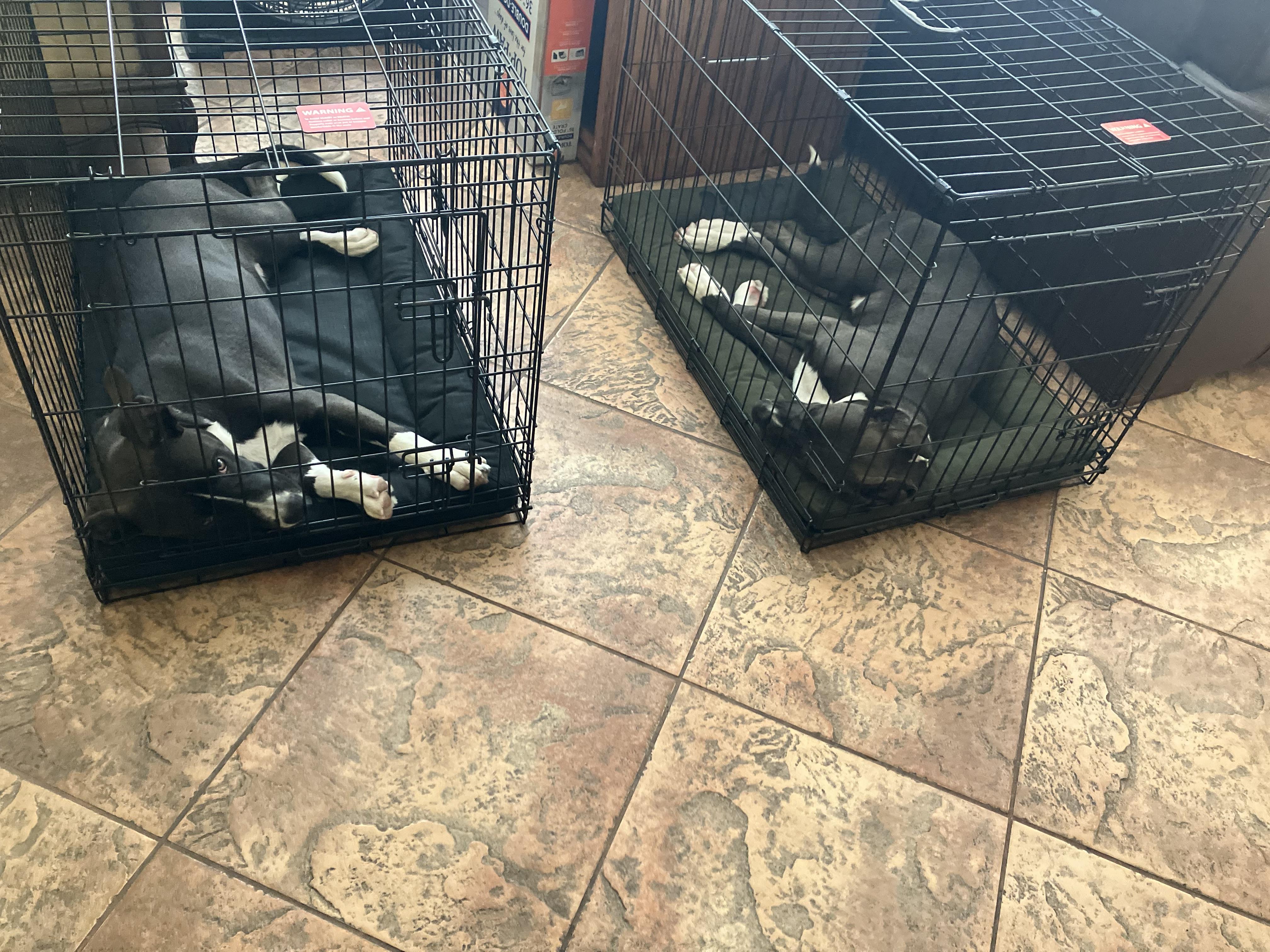 Enlarge Frodo, a Adoptable mixed breed in Corona, CA image 6/6