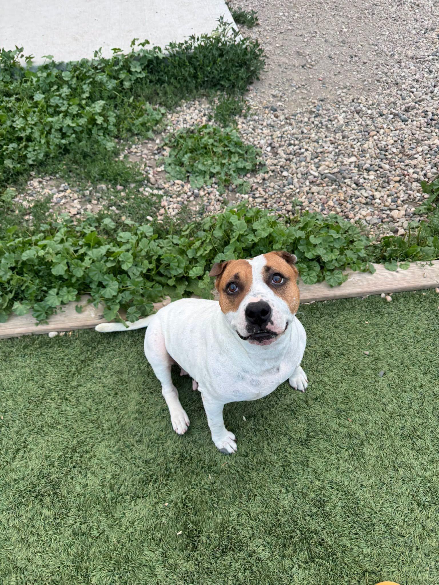 Berkley, Adoptable, Adult Female Pit Bull Terrier.