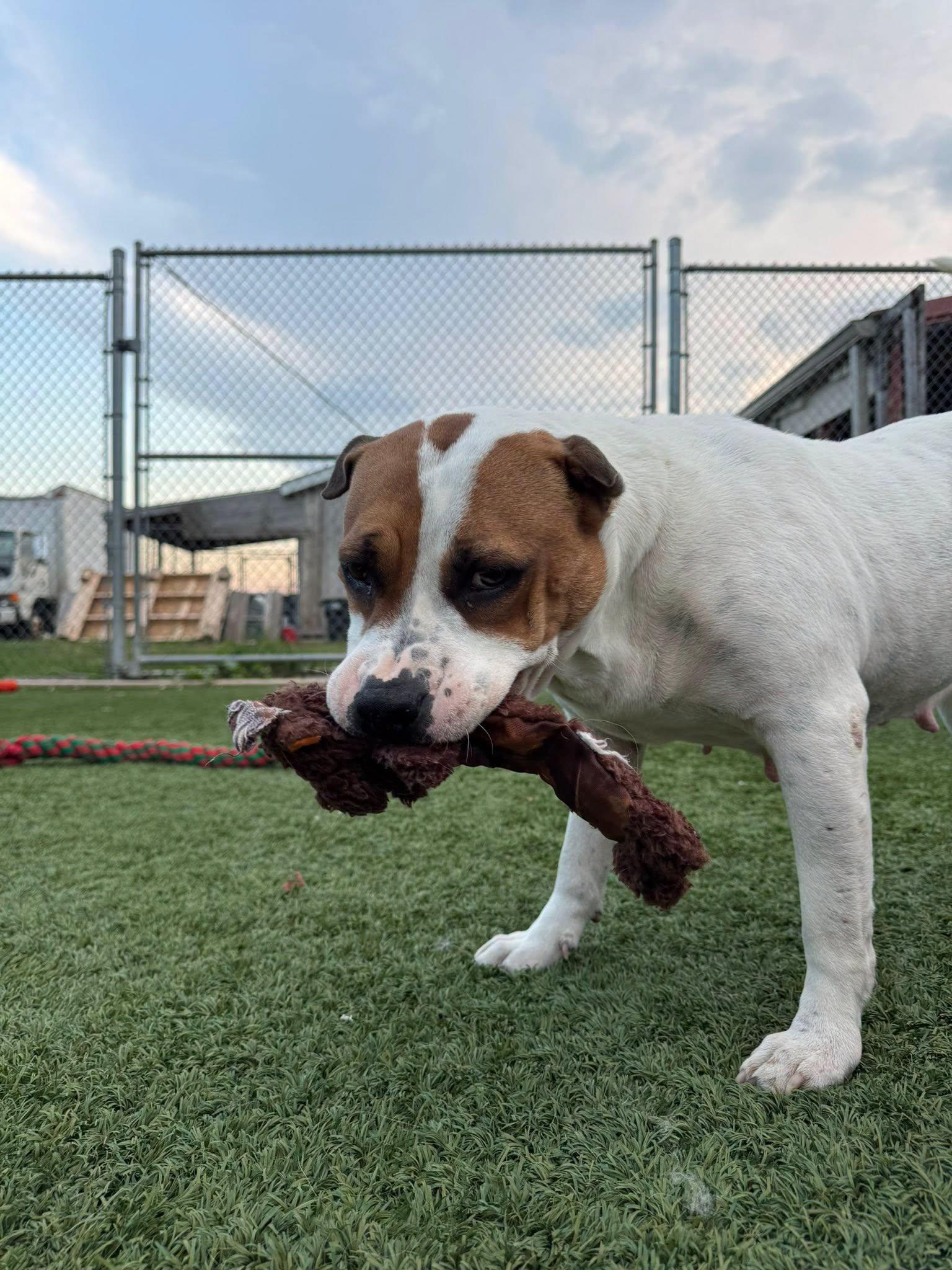 Enlarge Berkley, a Adoptable mixed breed in Spencer, IA image 2/5