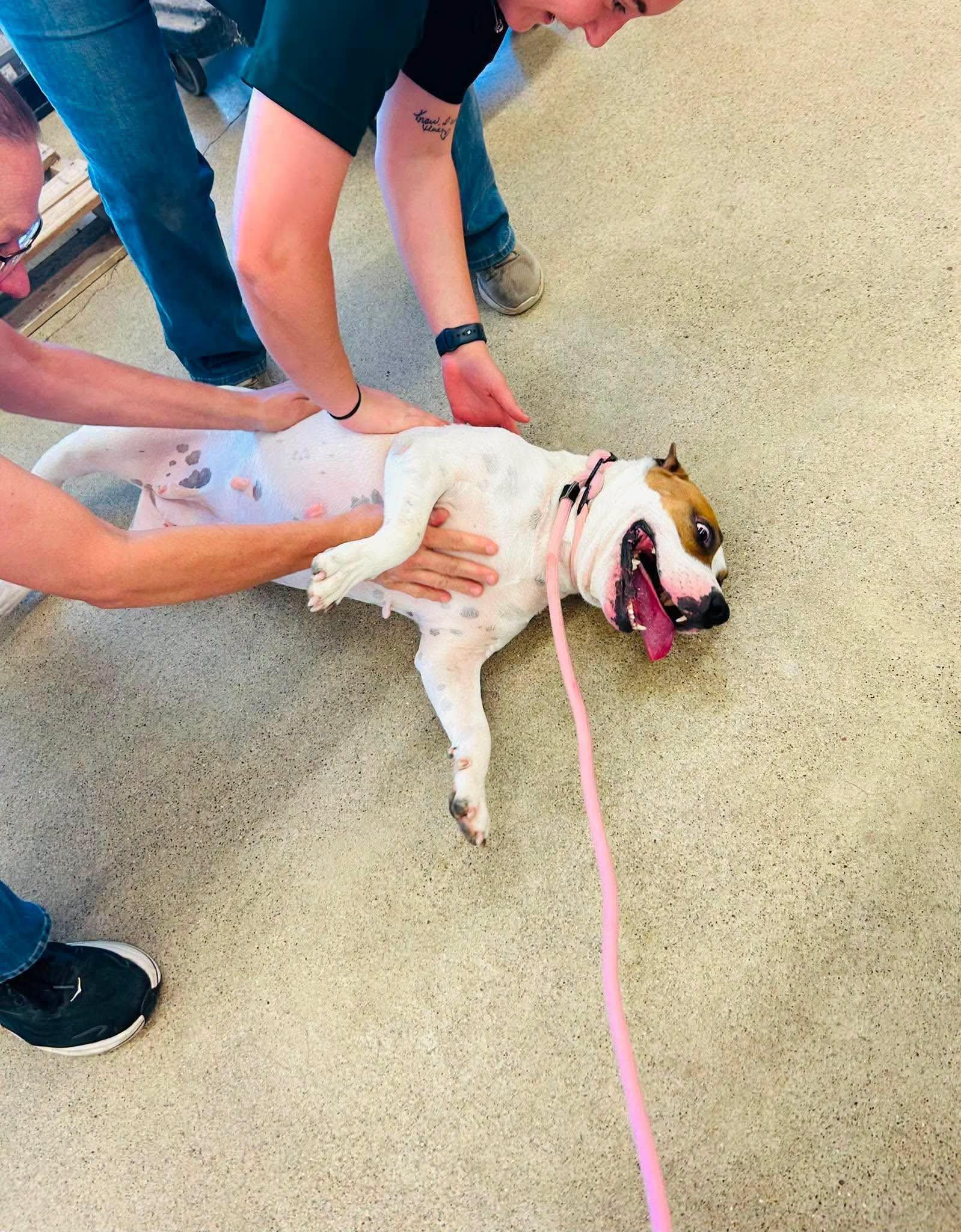 Enlarge Berkley, a Adoptable mixed breed in Spencer, IA image 4/5