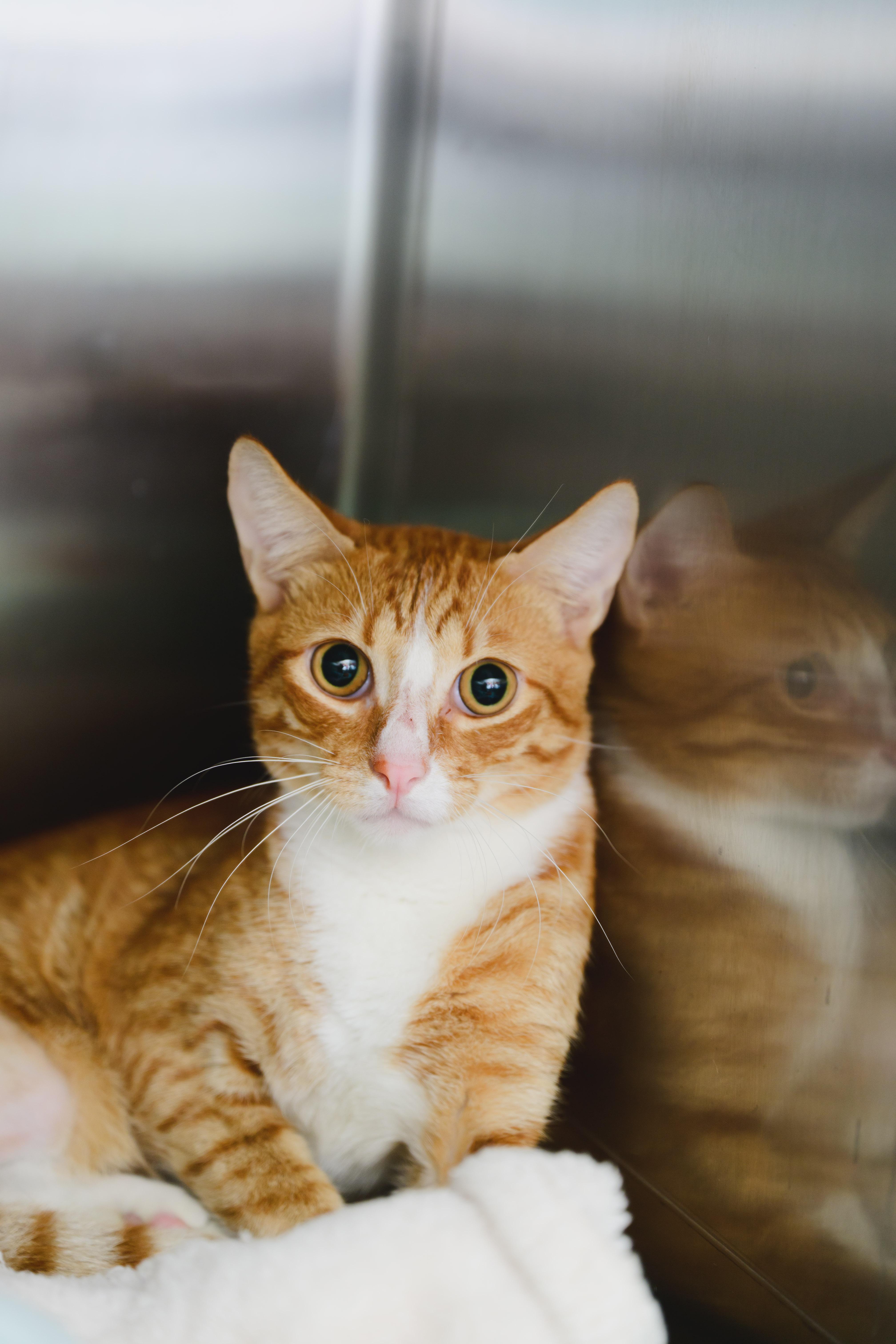 Cookie, Adoptable, Young Male Domestic Short Hair.