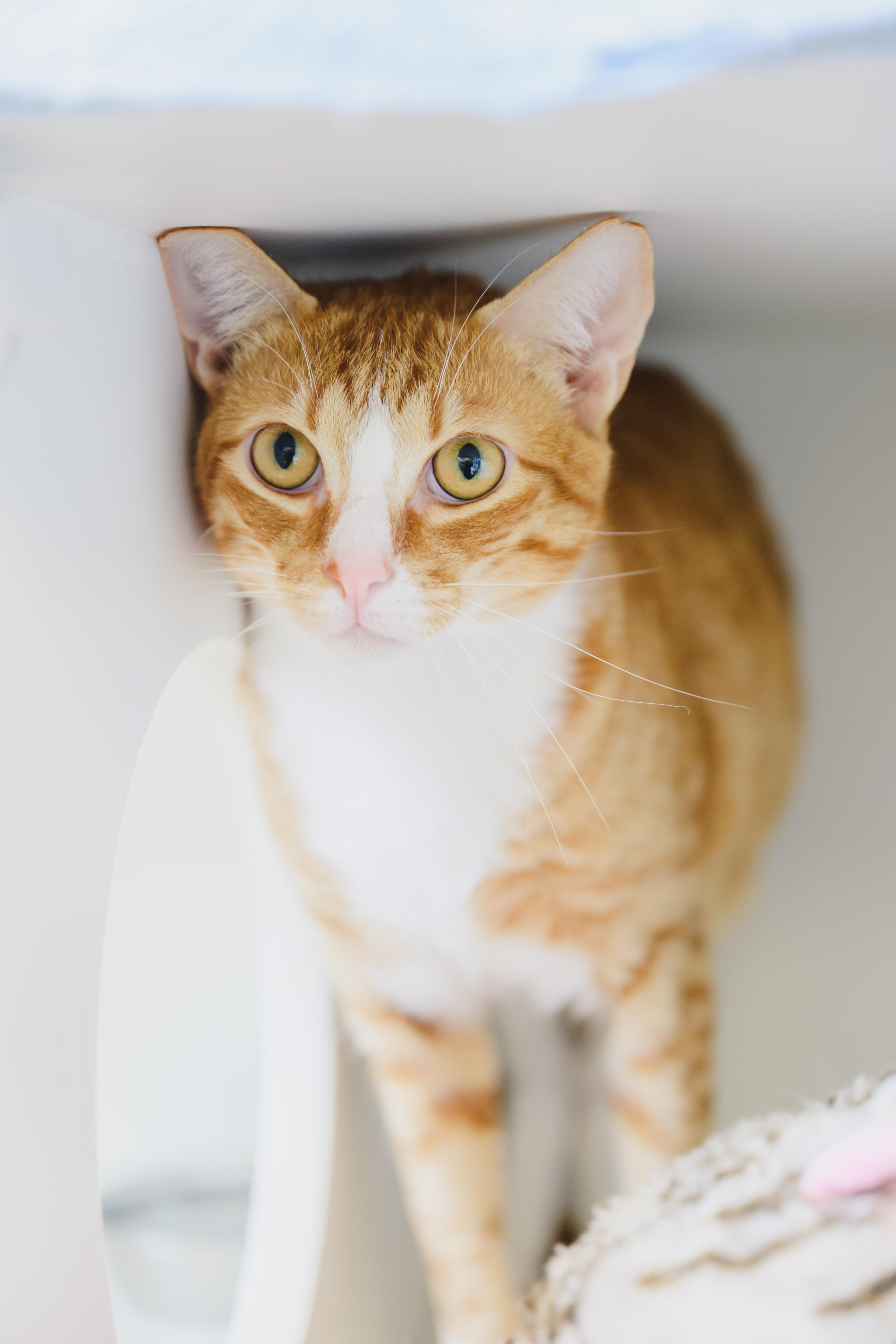 Cookie, a Adoptable mixed breed in Honolulu, HI image 2/4