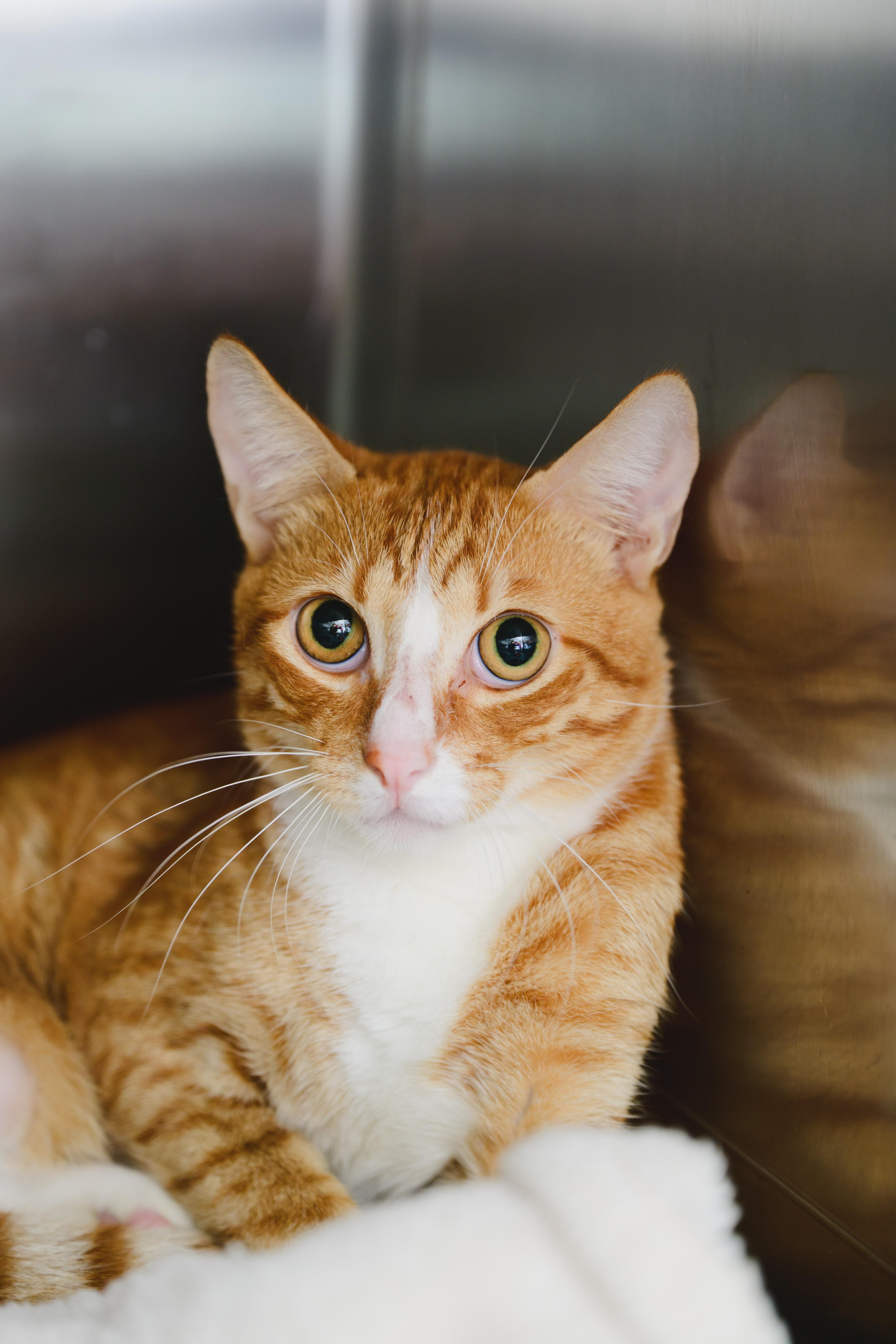 Cookie, a Adoptable mixed breed in Honolulu, HI image 3/3