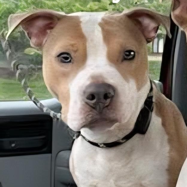 Honey, ADOPTABLE, Adult Female Mixed Breed.