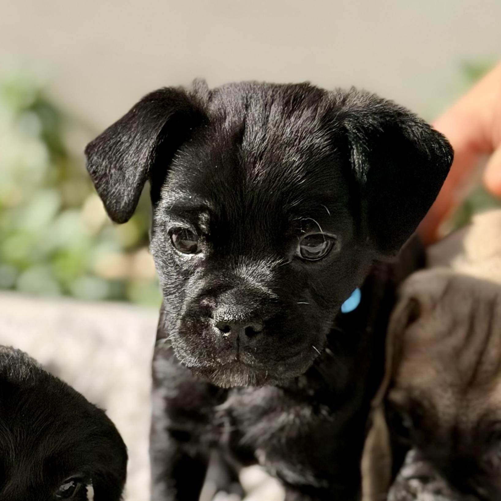 Enlarge LoveBug, an adopted mixed breed in Los Angeles, CA image 1/4