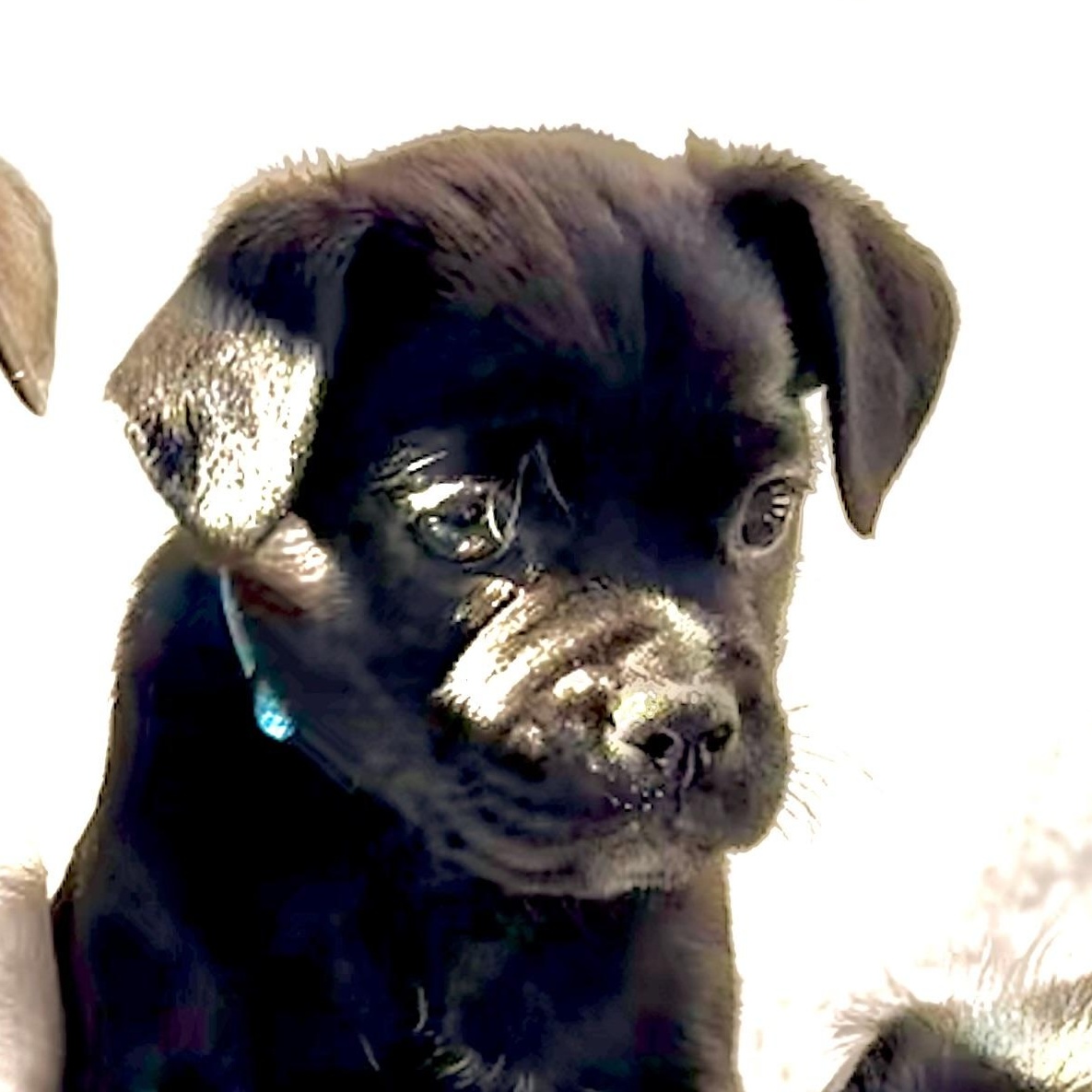 Enlarge LoveBug, an adopted mixed breed in Los Angeles, CA image 3/4