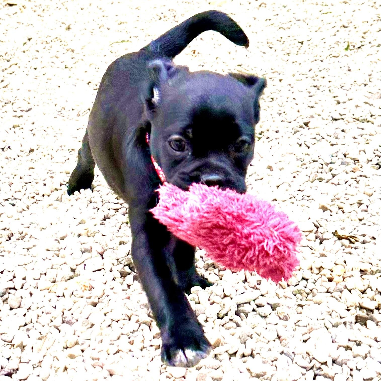 Enlarge LoveBug, an adopted mixed breed in Los Angeles, CA image 2/4