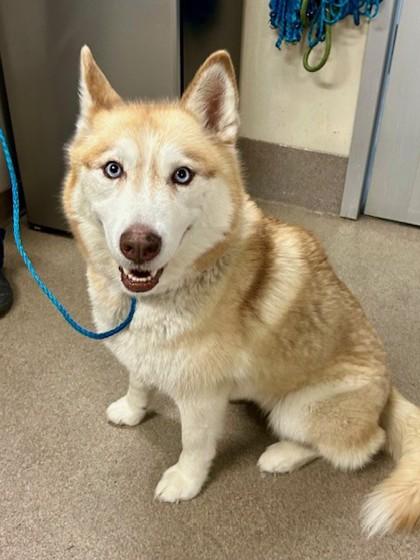 Rusty, Adoptable, Adult Female Siberian Husky & Mixed Breed.