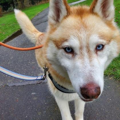 Enlarge Rusty, a Adoptable mixed breed in Everett, WA image 2/2