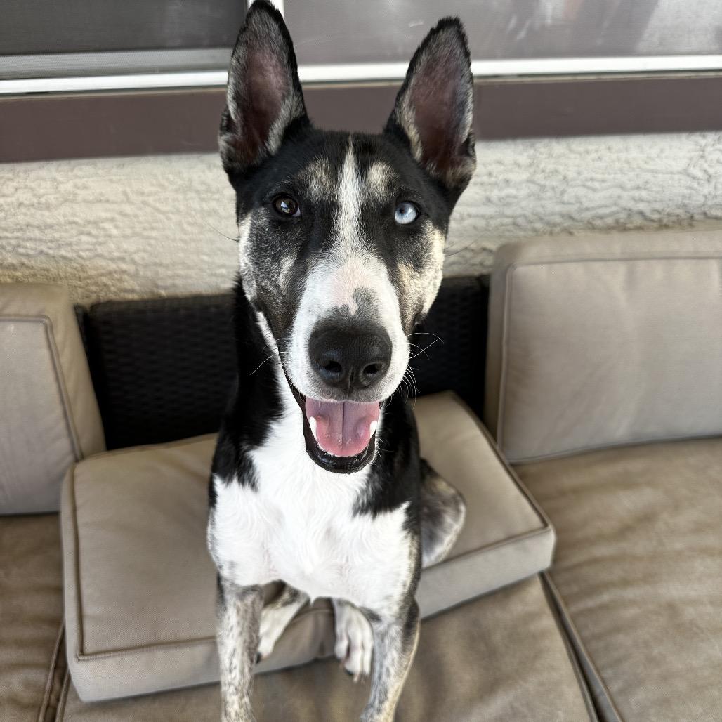 Crackerjack, a Adoptable mixed breed in Las Vegas, NV image 2/6