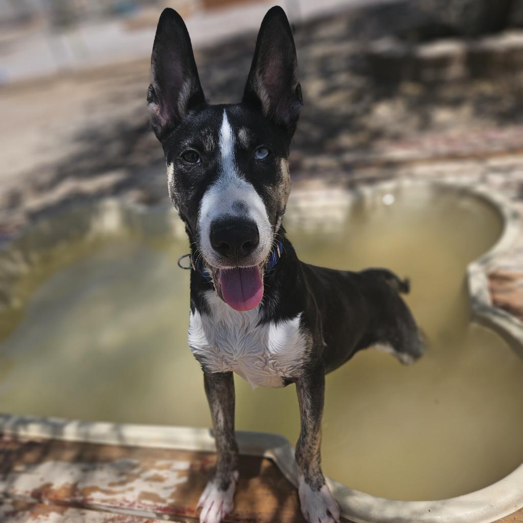 Crackerjack, a Adoptable mixed breed in Las Vegas, NV image 3/6