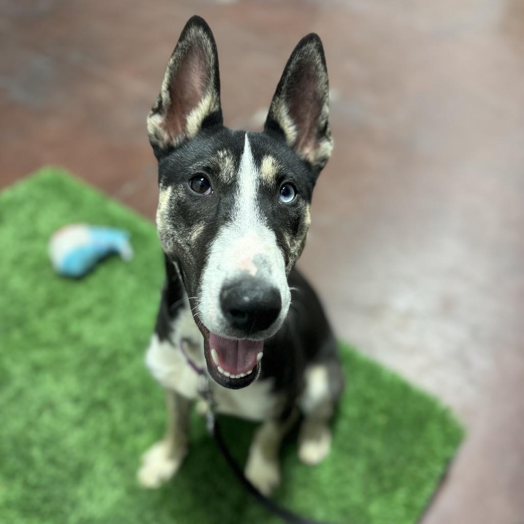 Crackerjack thumbnail 4