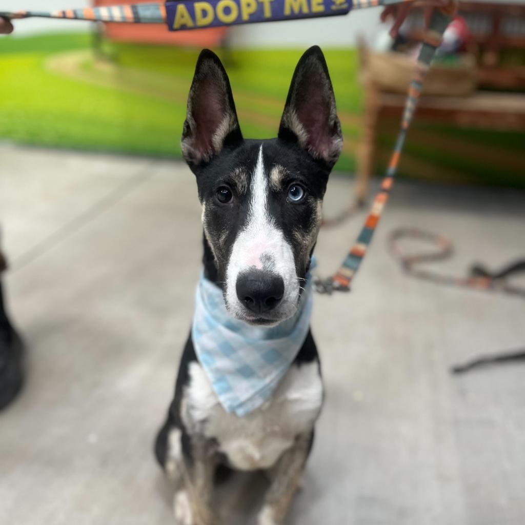 Crackerjack, a Adoptable mixed breed in Las Vegas, NV image 5/6