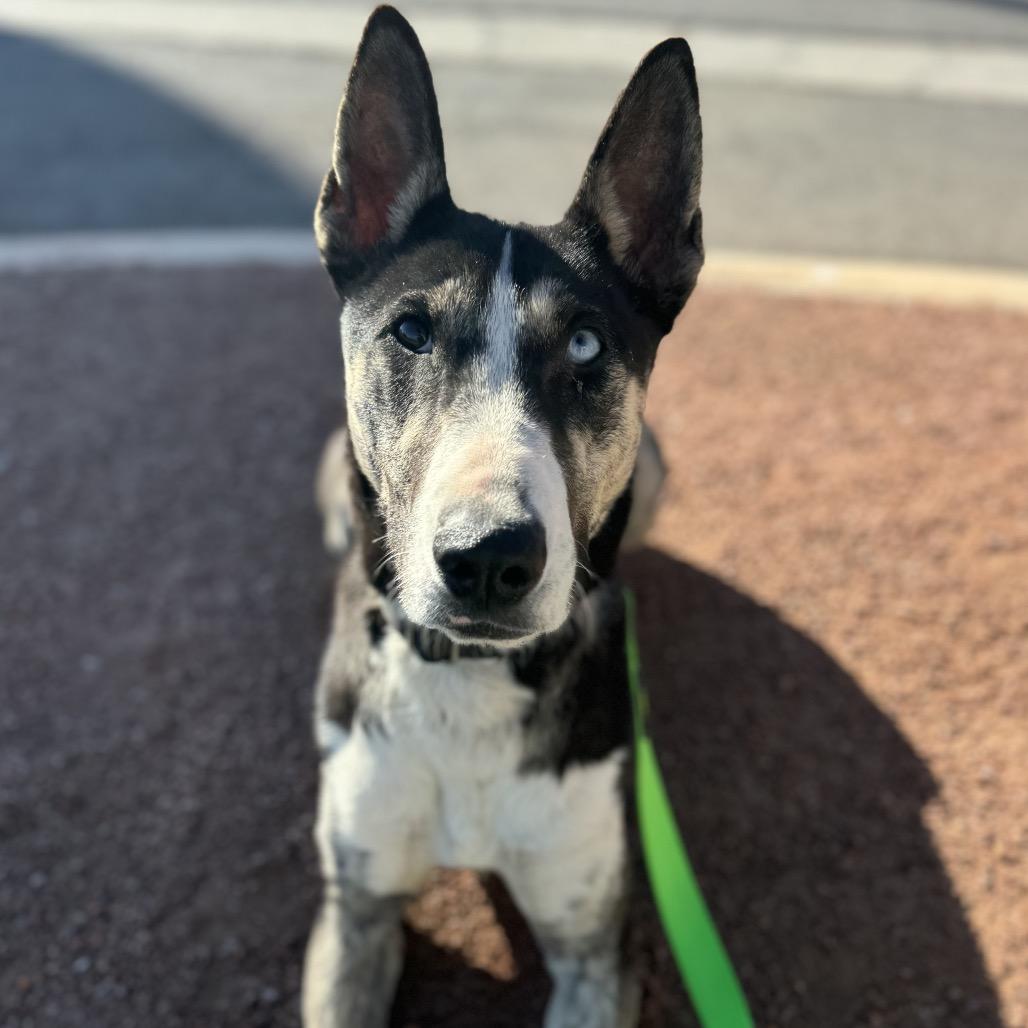 Crackerjack thumbnail 6