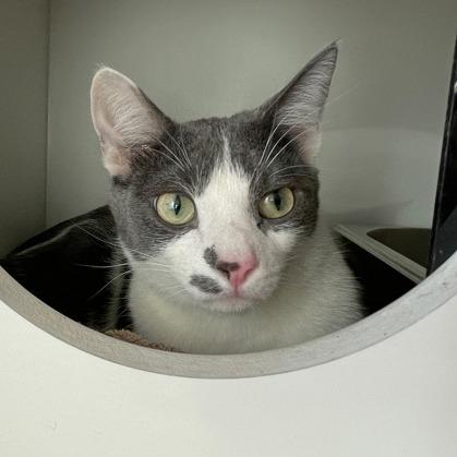Enlarge Troy, a Adoptable Domestic Short Hair in Downers Grove, IL image 1/1