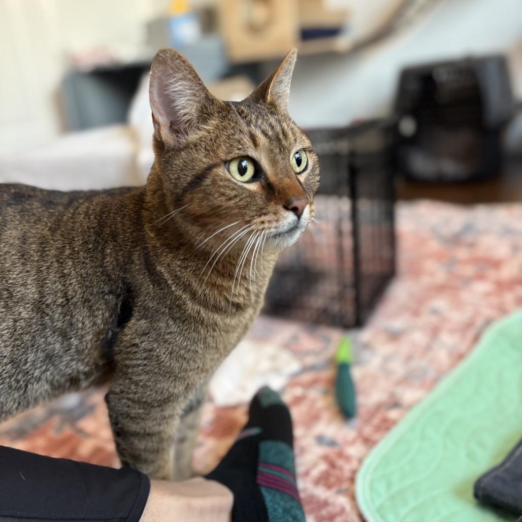 Enlarge Mr Meowington, a Adoptable Domestic Short Hair in Flower Mound, TX image 1/6