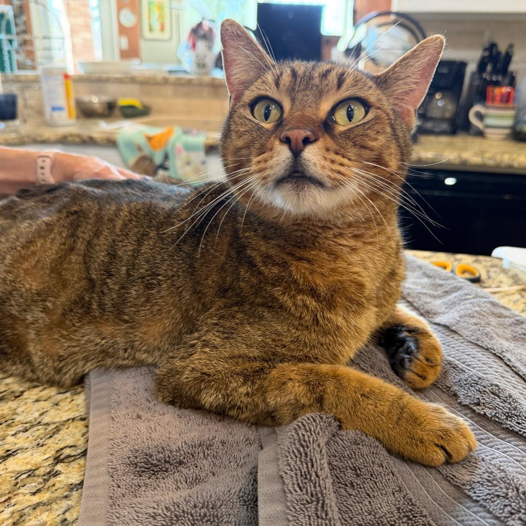 Enlarge Mr Meowington, a Adoptable Domestic Short Hair in Flower Mound, TX image 2/6