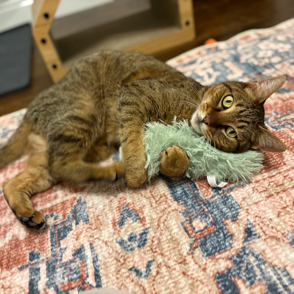 Enlarge Mr Meowington, a Adoptable Domestic Short Hair in Flower Mound, TX image 3/6