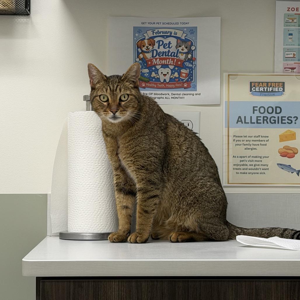 Enlarge Mr Meowington, a Adoptable Domestic Short Hair in Flower Mound, TX image 4/6