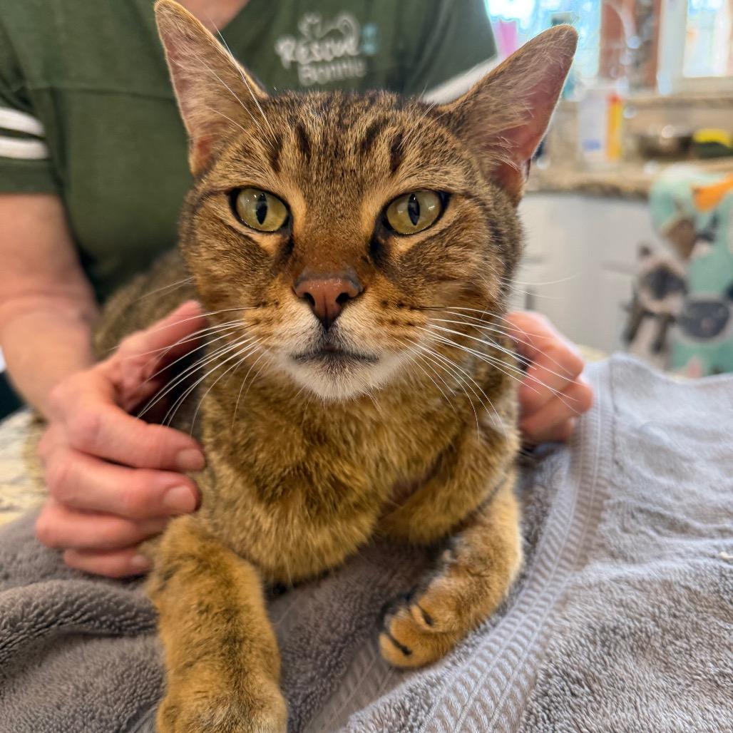 Enlarge Mr Meowington, a Adoptable Domestic Short Hair in Flower Mound, TX image 5/6