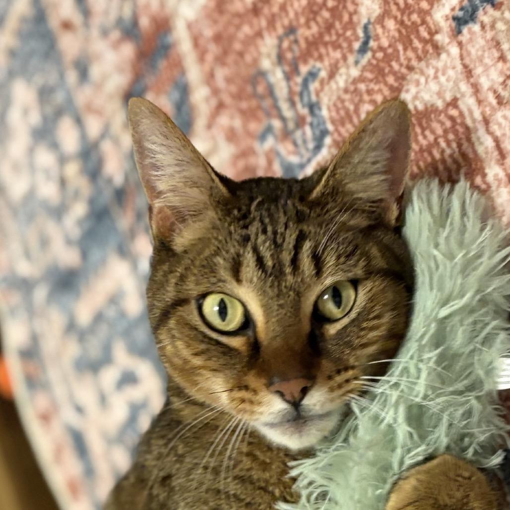 Enlarge Mr Meowington, a Adoptable Domestic Short Hair in Flower Mound, TX image 6/6