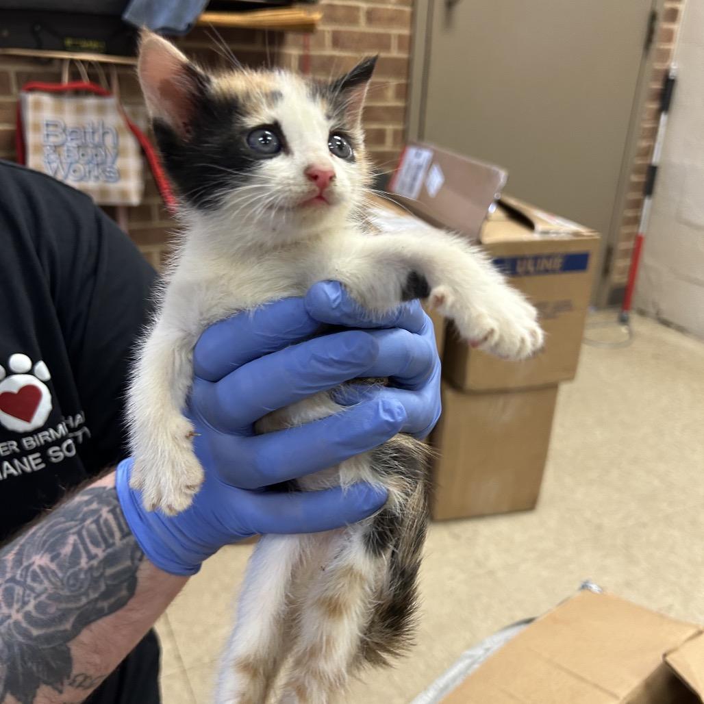 Pow, Adoptable, Kitten Female Domestic Short Hair.