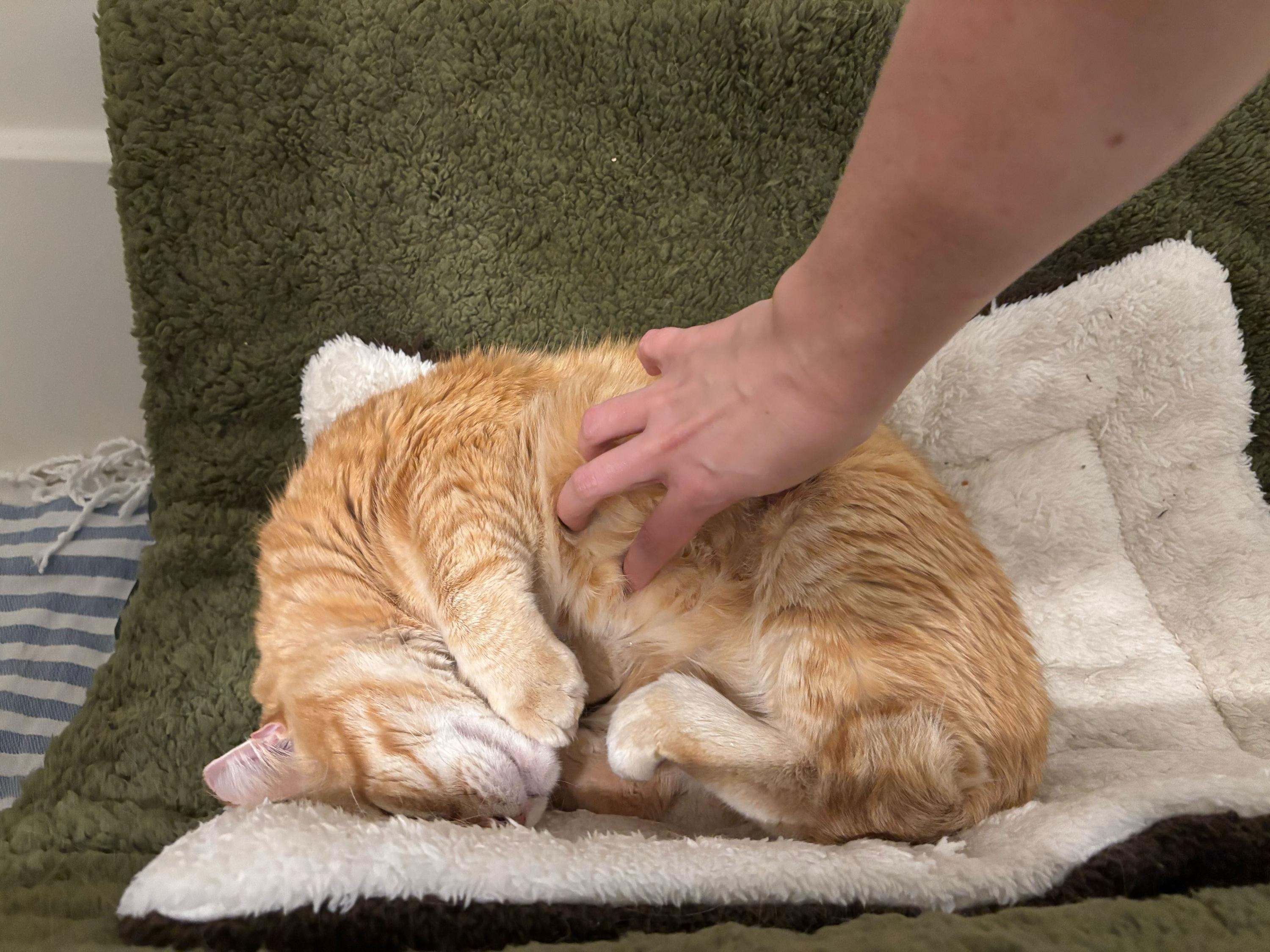 Zonnie, an adoptable Domestic Short Hair in Seattle, WA image 2/6