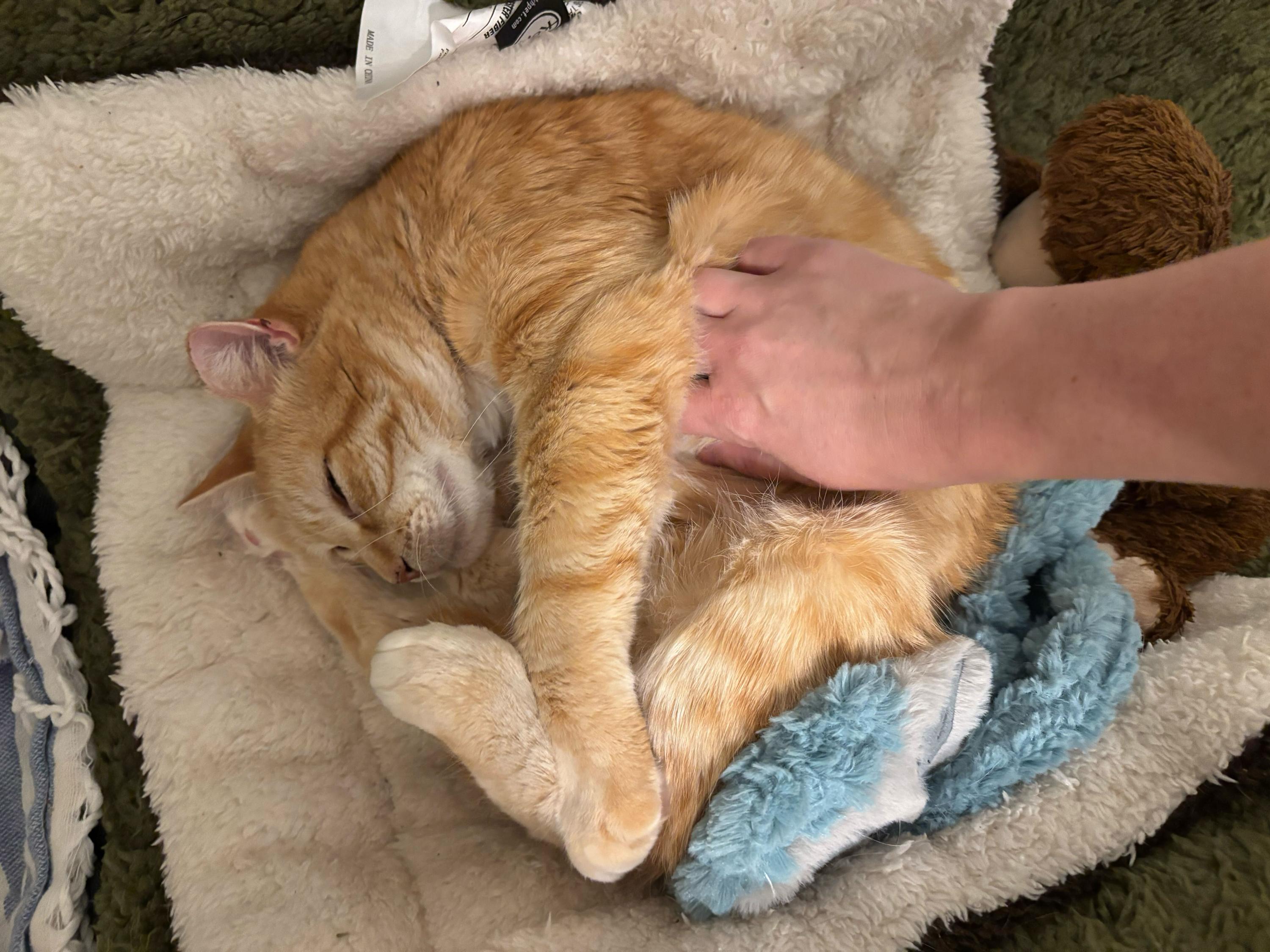 Zonnie, an adoptable Domestic Short Hair in Seattle, WA image 6/6