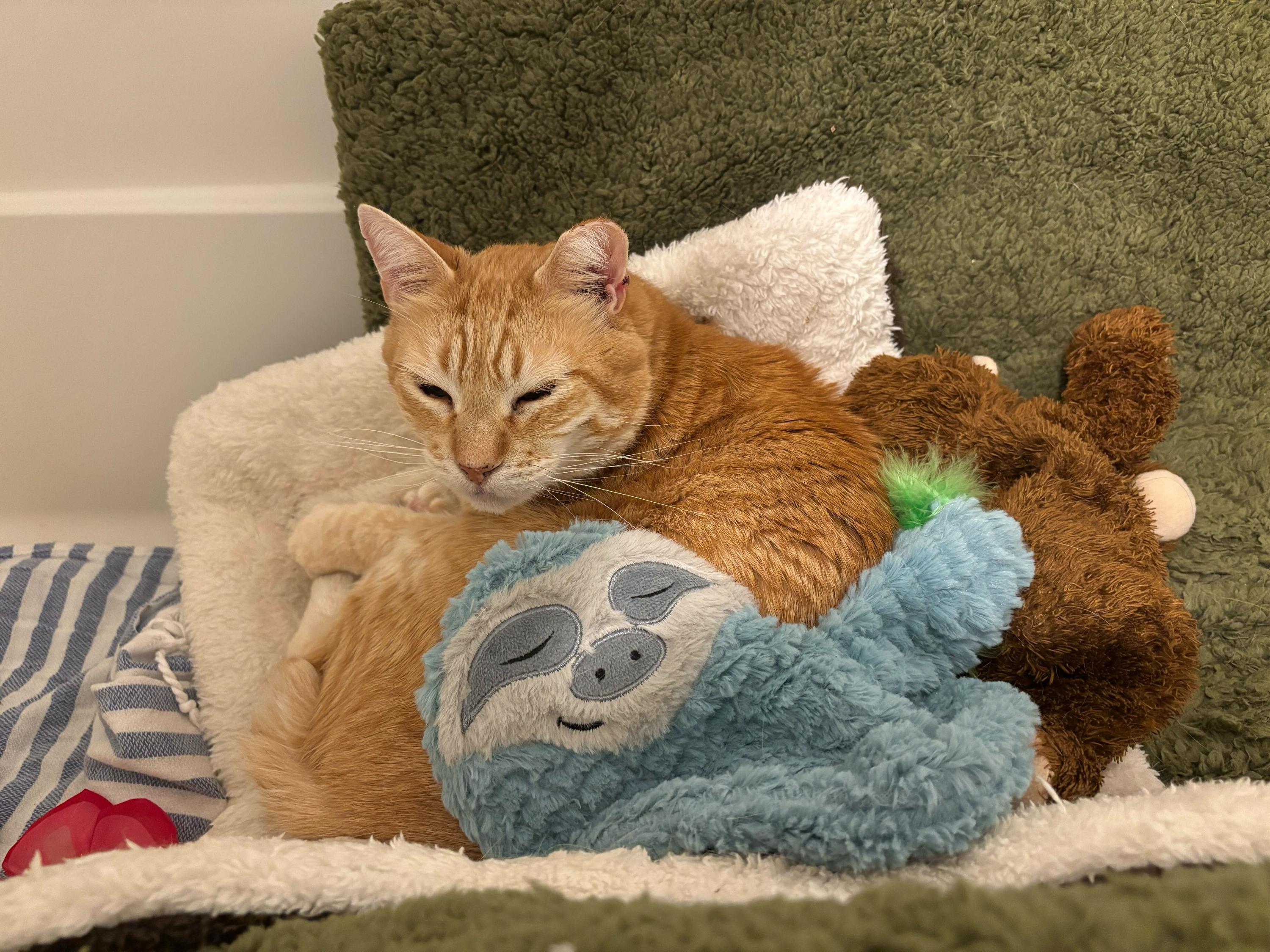 Zonnie, an adoptable Domestic Short Hair in Seattle, WA image 5/6