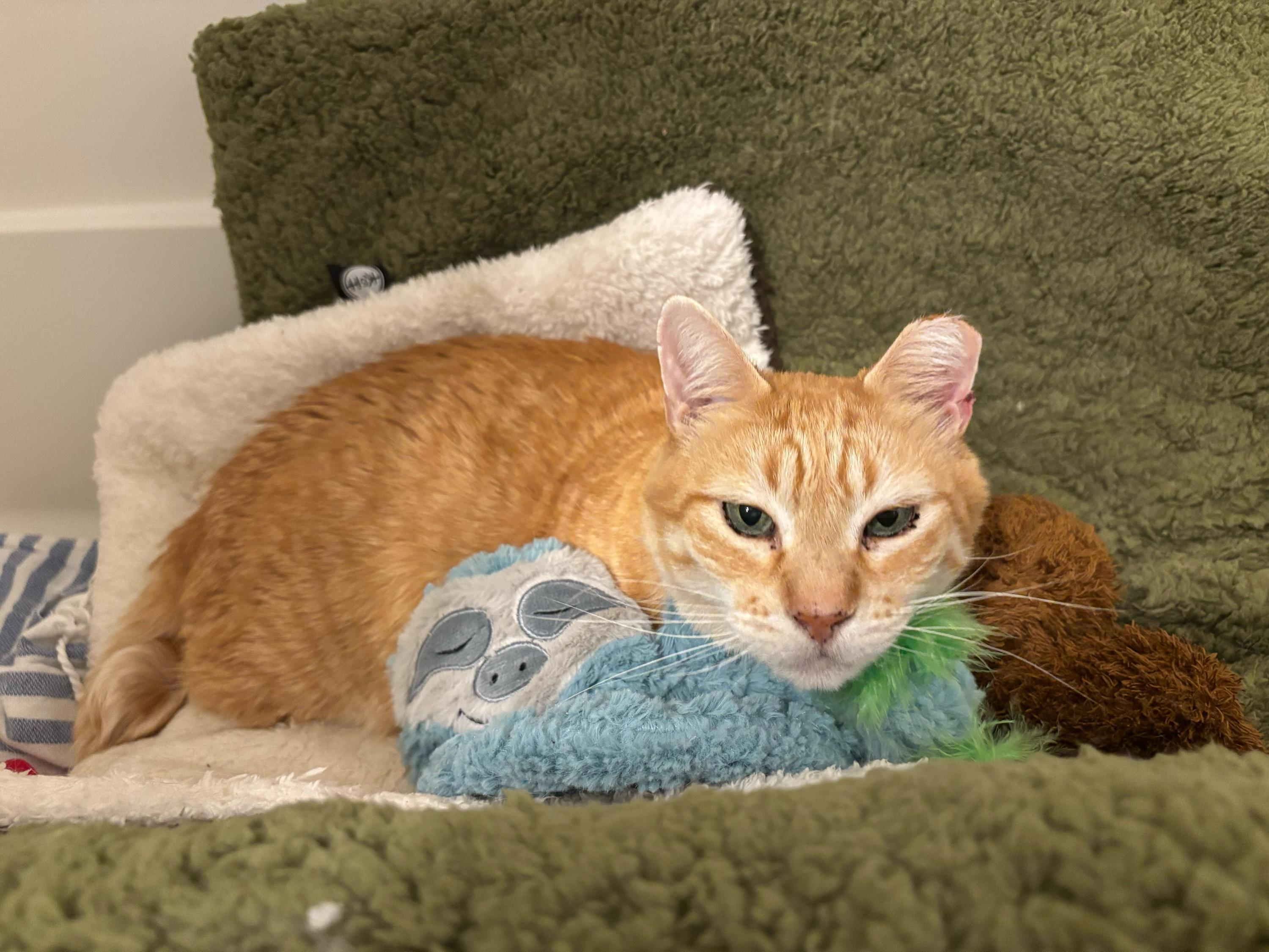 Zonnie, Adoptable, Senior Male Domestic Short Hair.